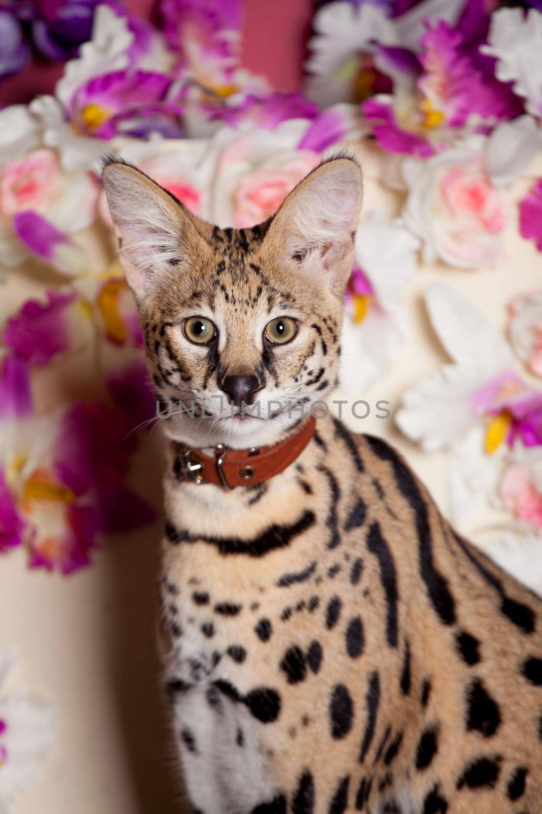 Beautiful serval, Leptailurus serval, with violet flowers