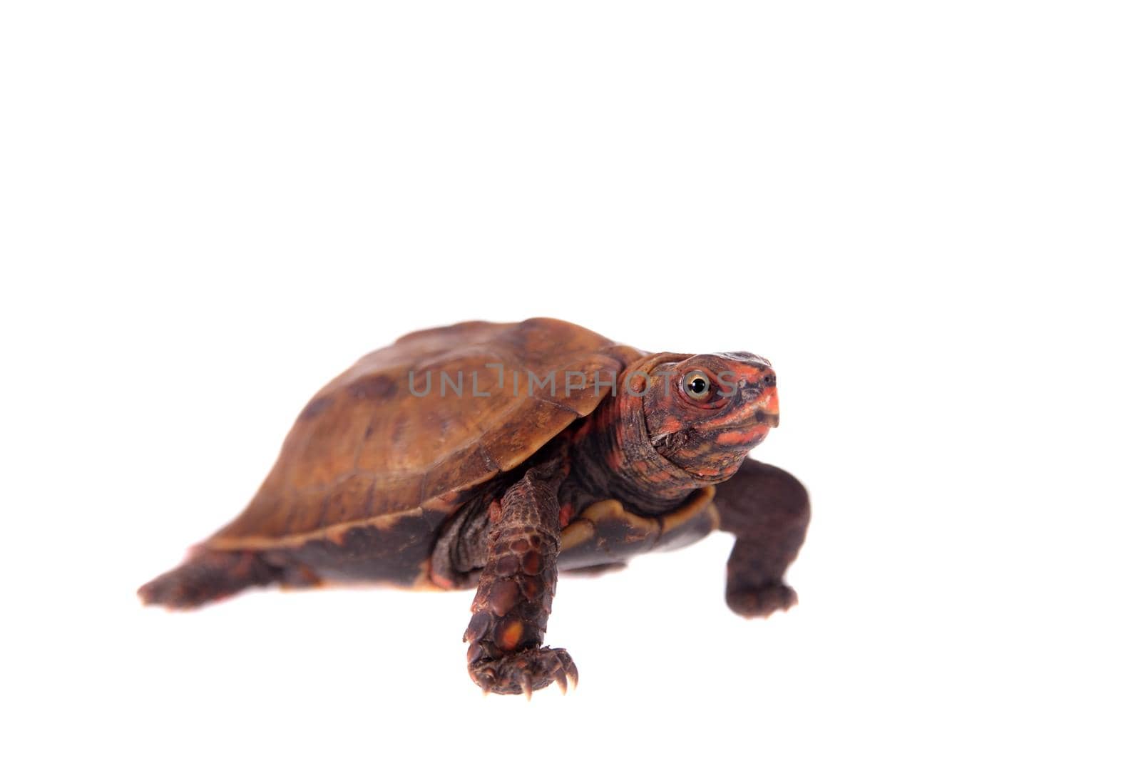 The Ryukyu black-breasted leaf turtle, Geoemyda japonica, isolated on white