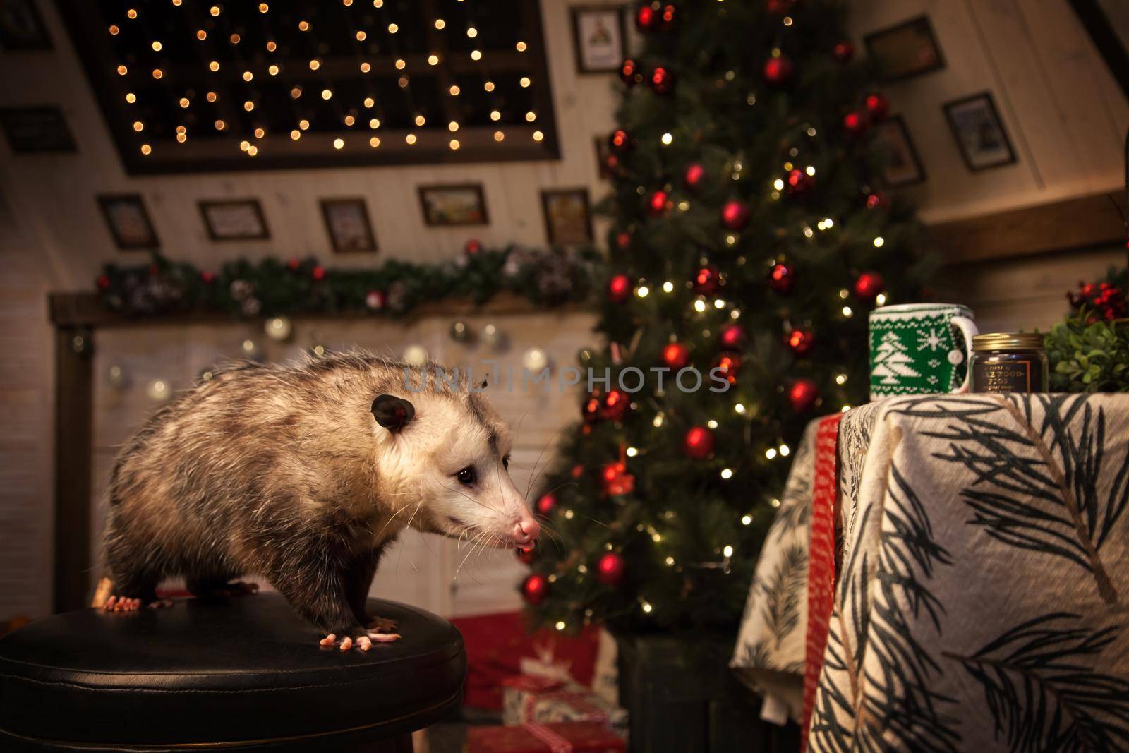 The Virginia opossum in decorated room with Christmass tree. by RosaJay