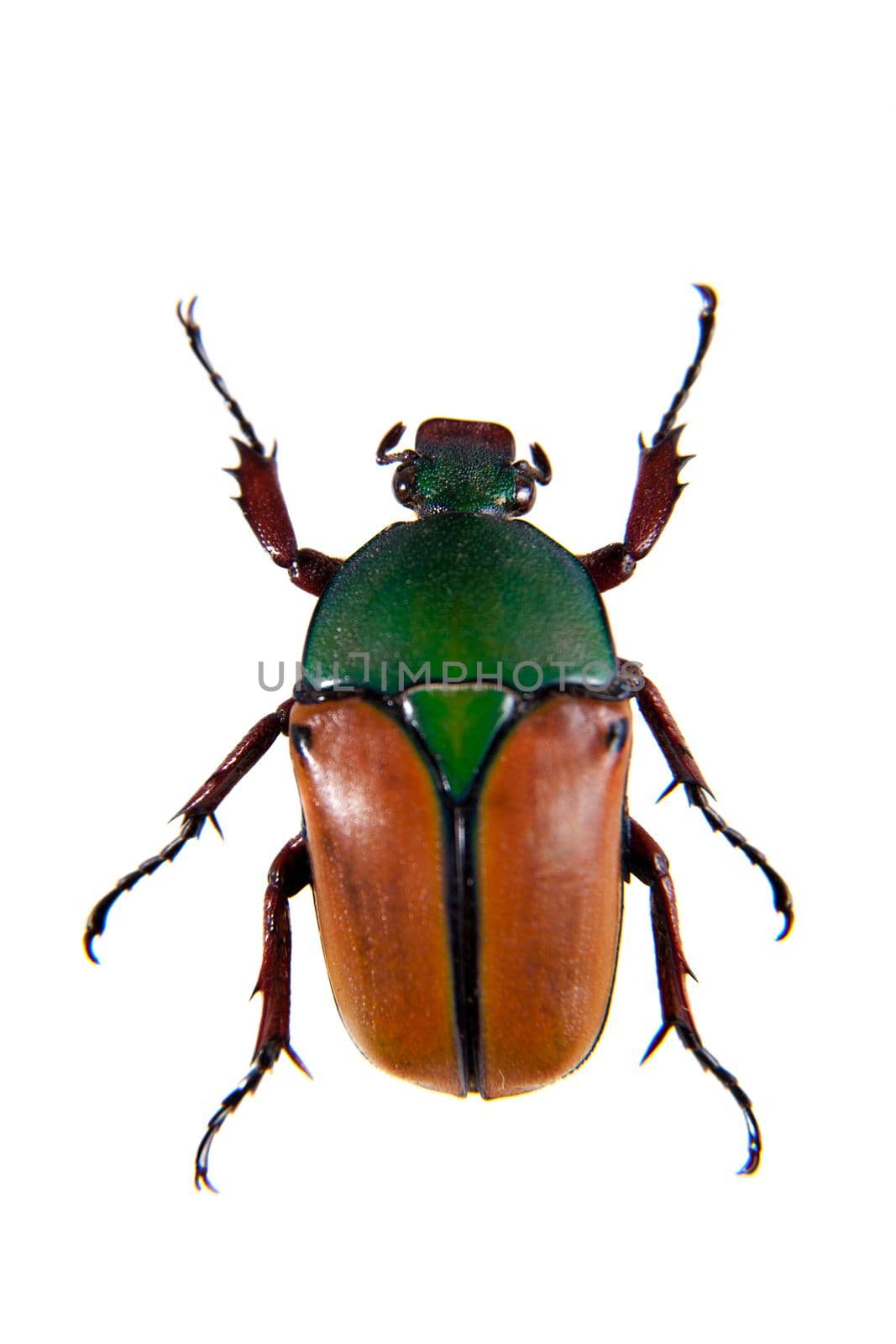 The beetle in museum isolated on the white background