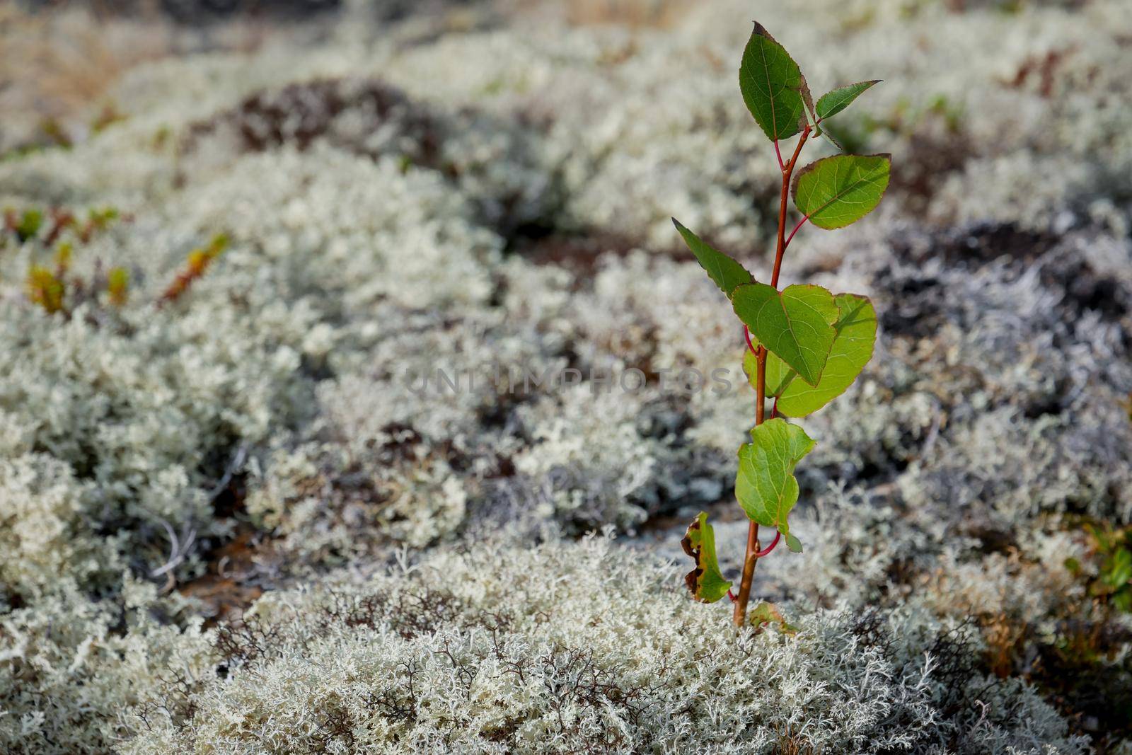 Forest white moss or reindeer moss on rocks on White sea