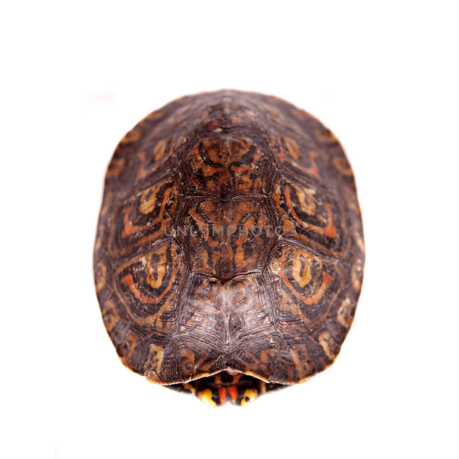 The Painted wood turtle, Rhinoclemmys pulcherrima manni, isolated on white background