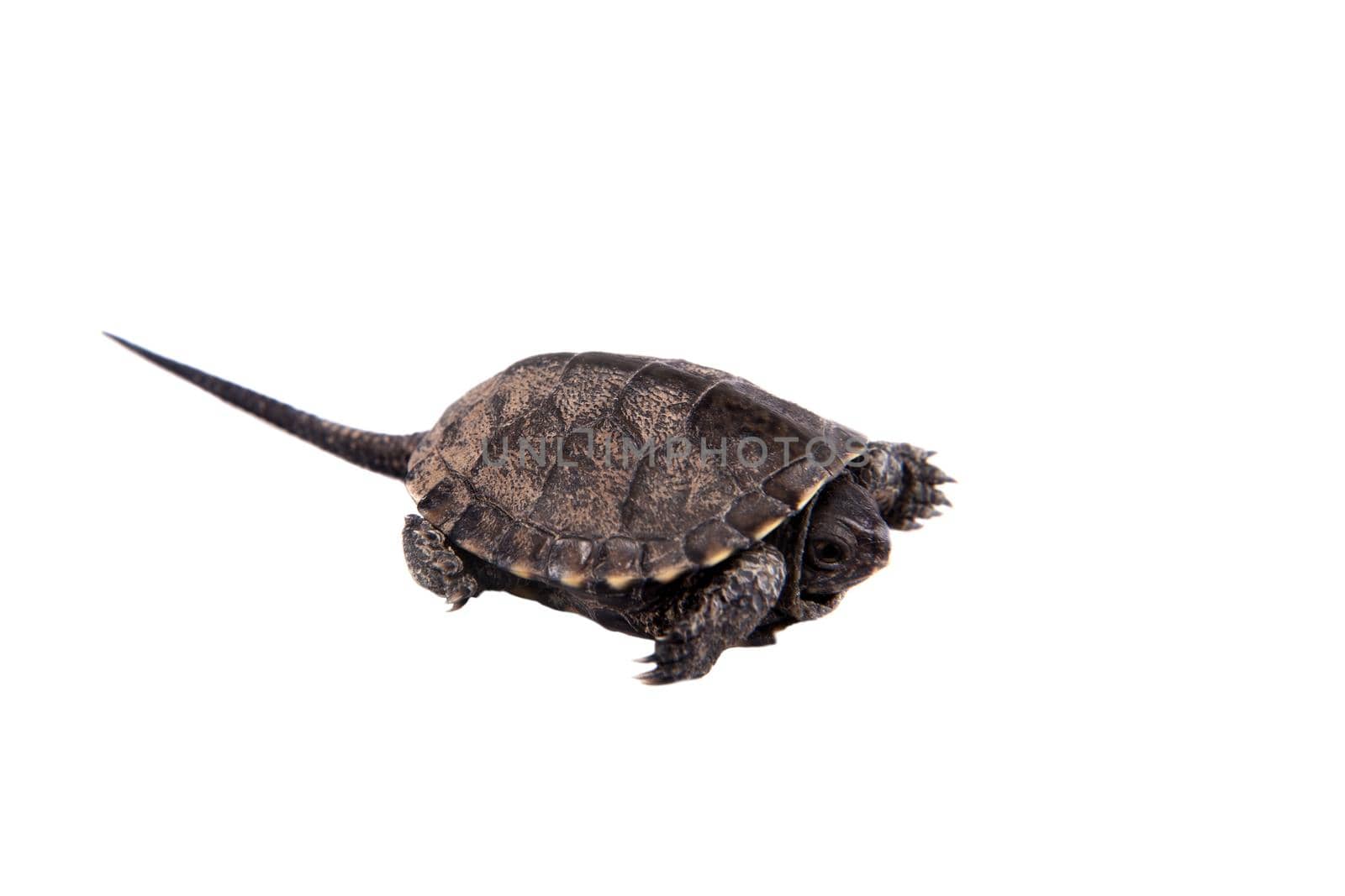 European pond terrapin isolated on white, Emys orbicularis