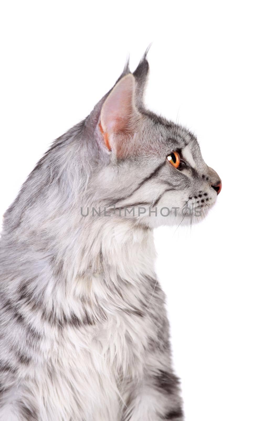 Silver tabby maine coon kitten, 5 month, of a white background