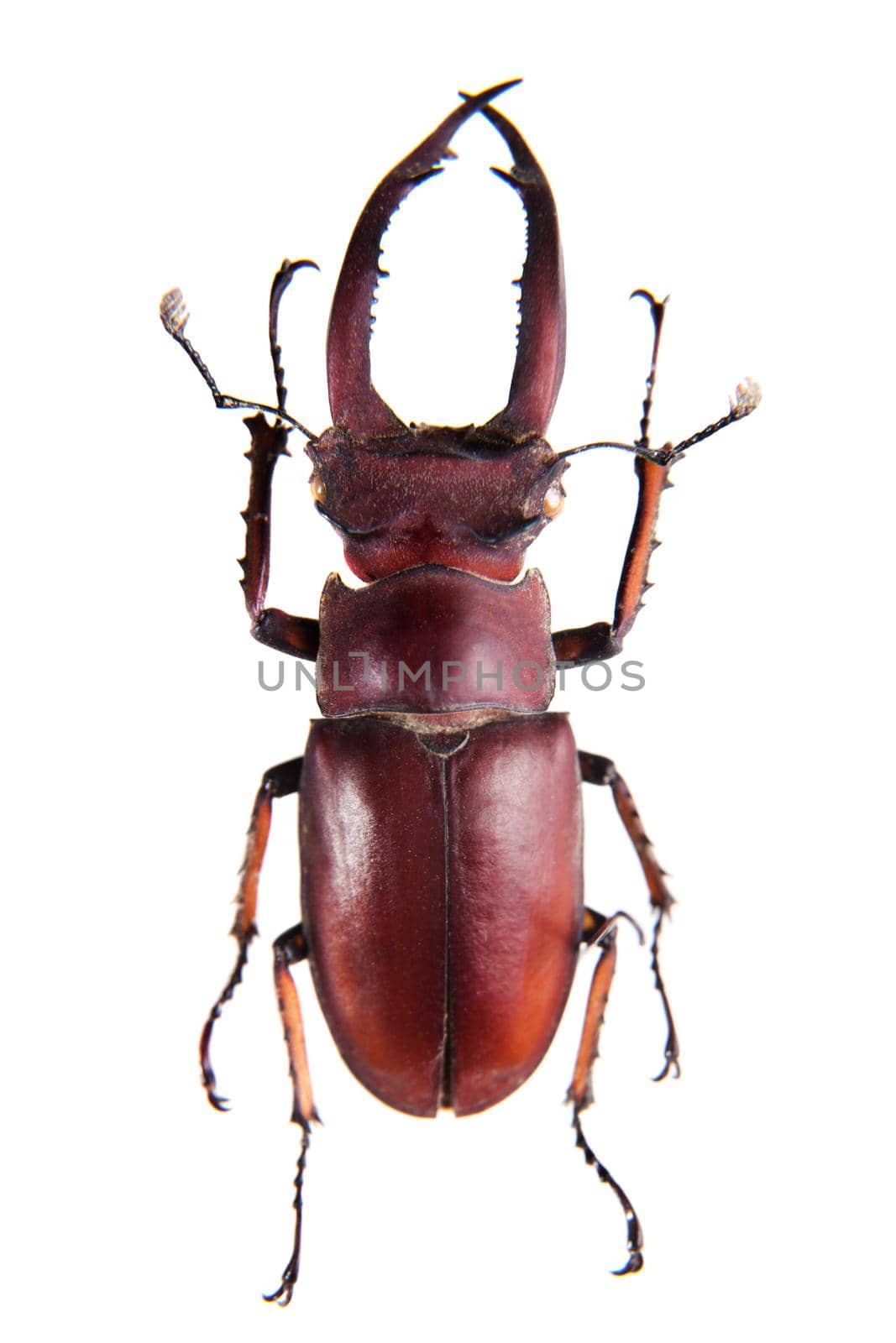 Stag beetle in museum isolated on the white background