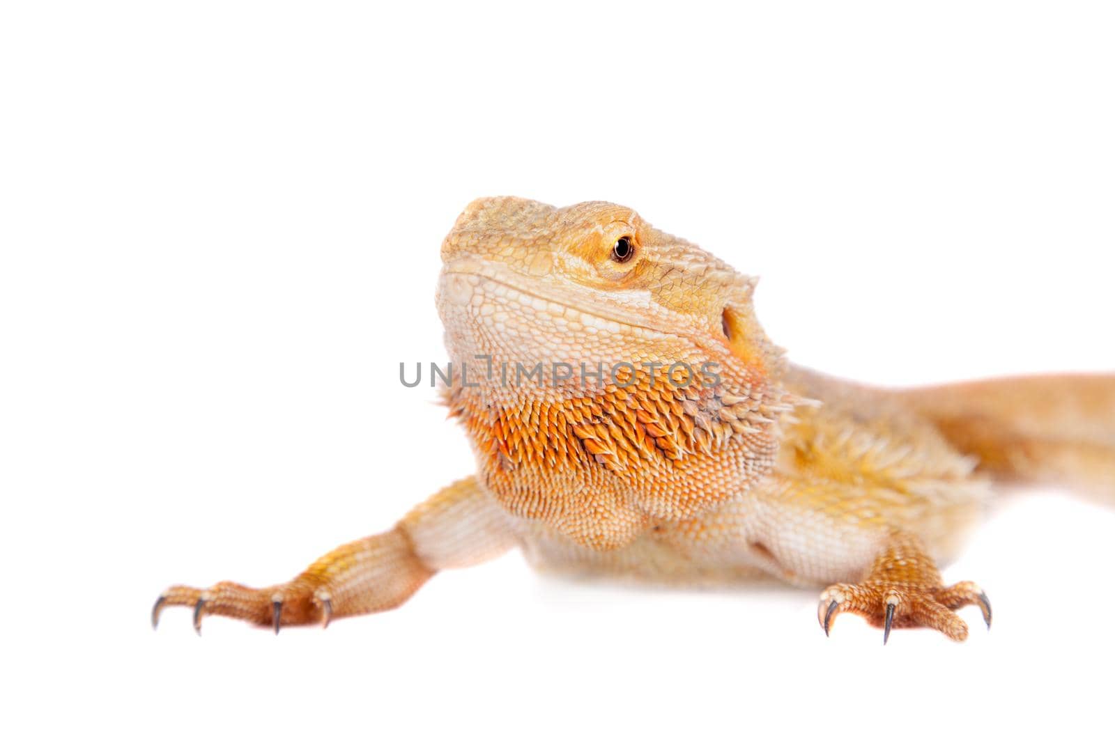 Red Bearded dragon, Pogona vitticeps, on white by RosaJay