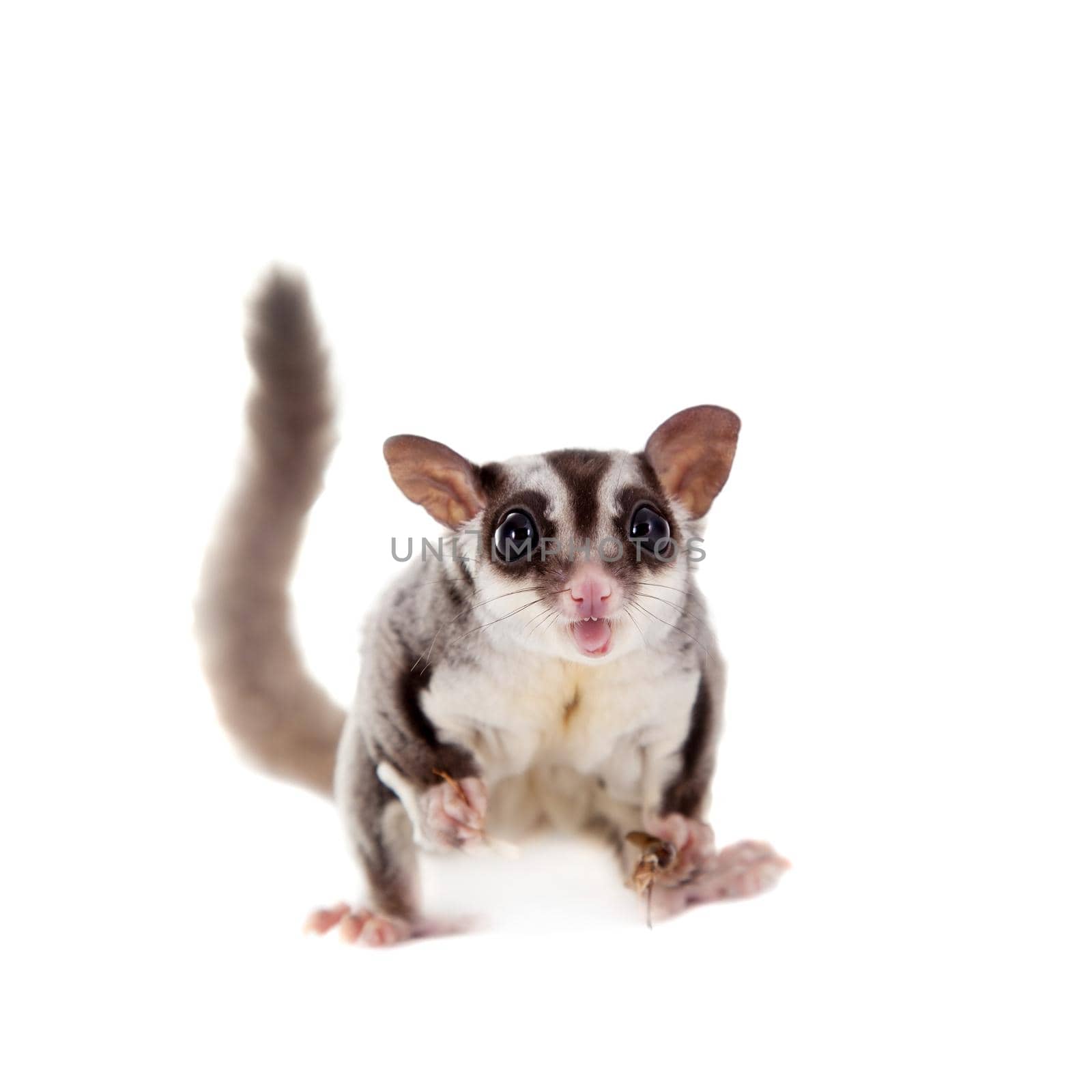 Sugar glider, Petaurus breviceps, on white by RosaJay