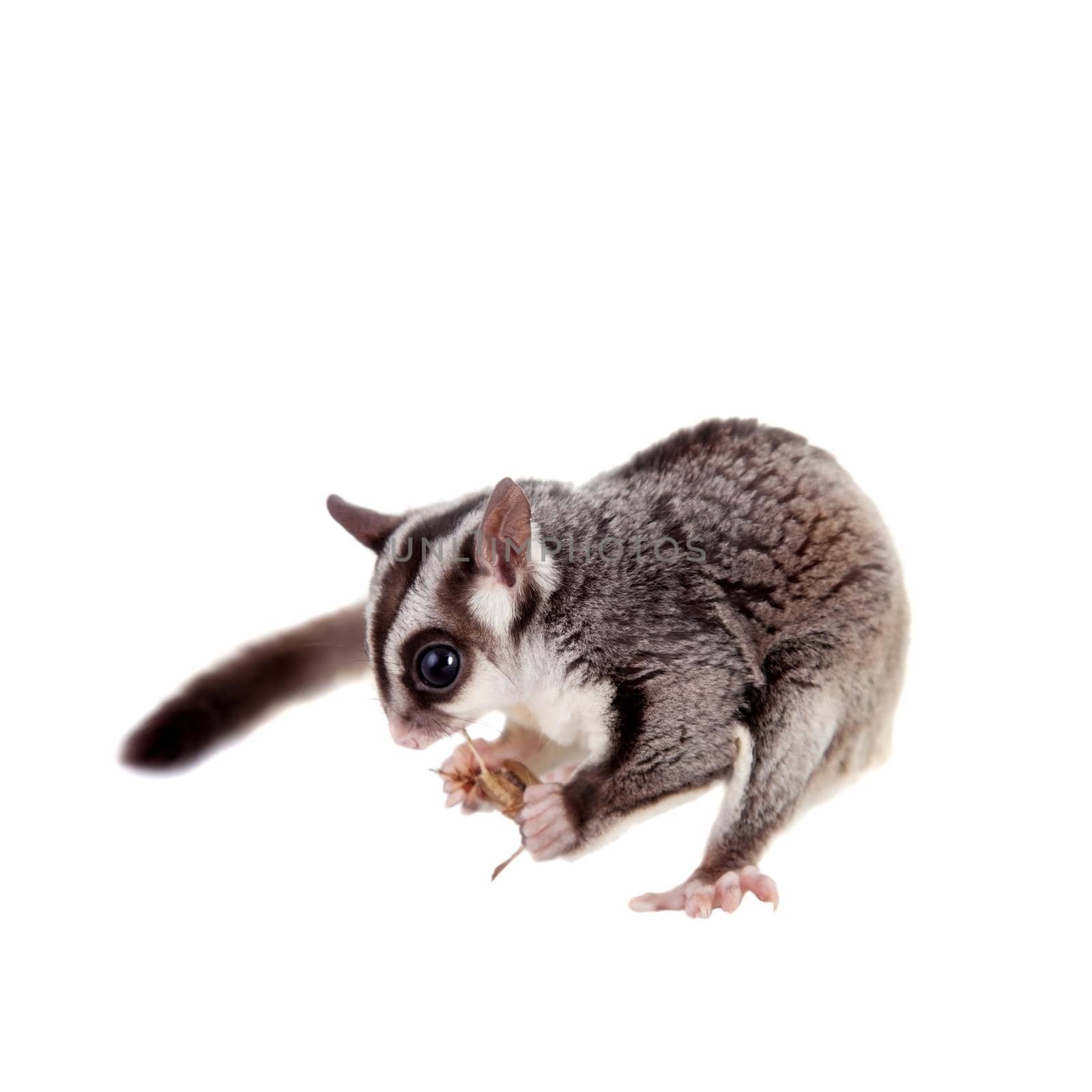 Sugar glider, Petaurus breviceps, on white by RosaJay