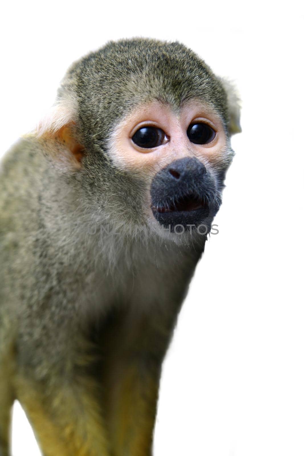Common squirrel monkey, Saimiri sciureus, on white background