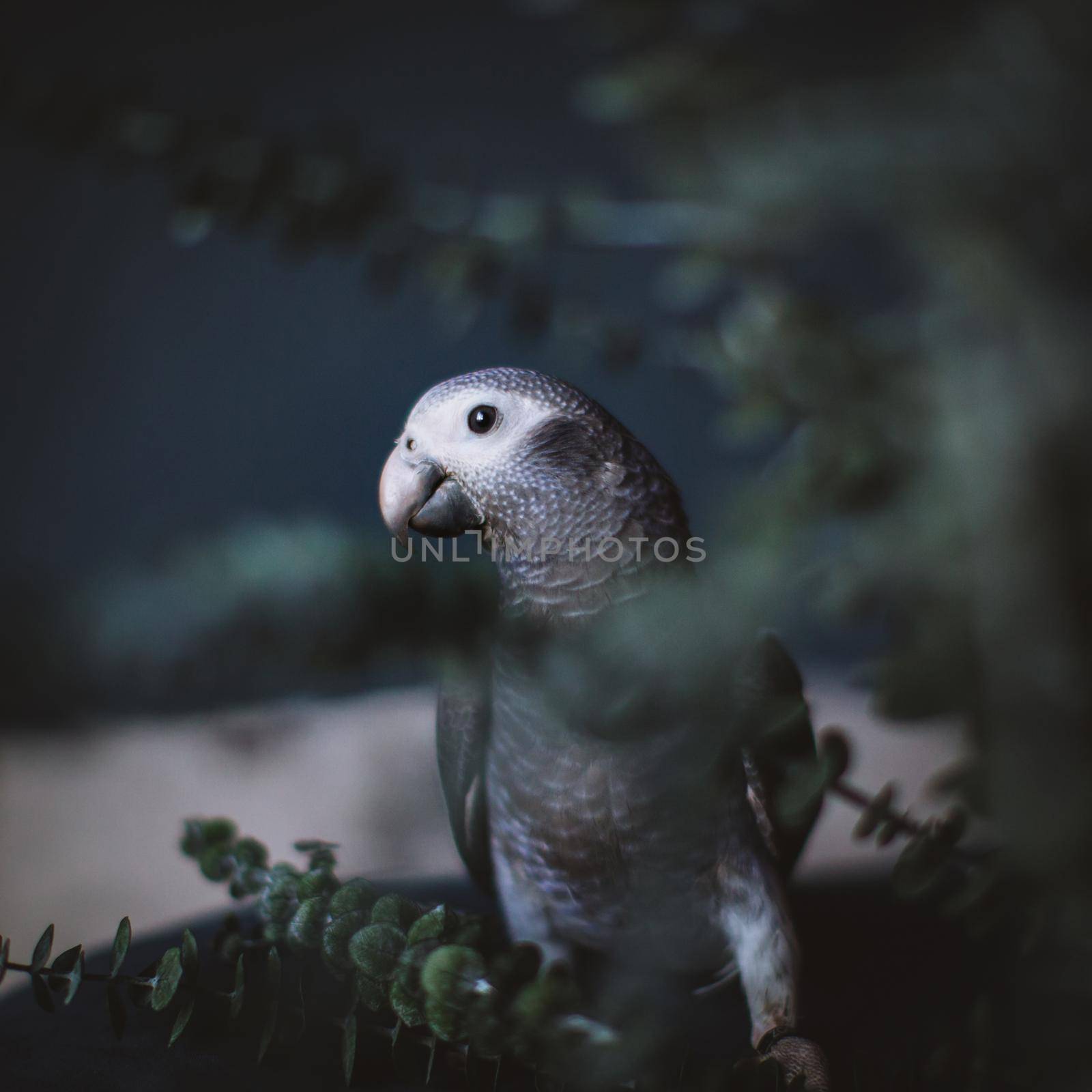 African Grey Parrot, Psittacus erithacus timneh with plants