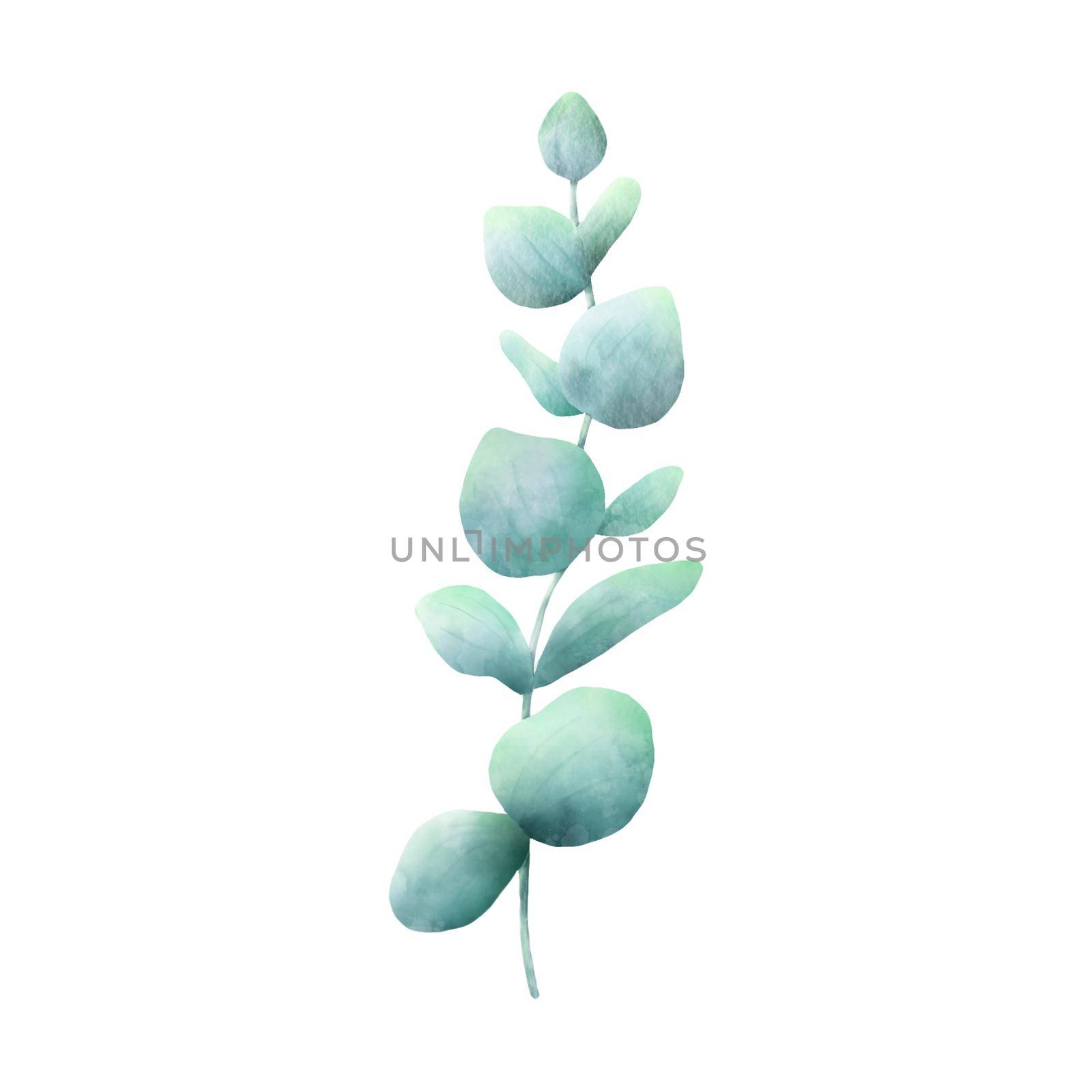 Watercolor Eucaliptus branch drawing. Hand drawn illustration with eucalyptus leaves isolated on white background. Floral herbal image of green plant by ElenaPlatova