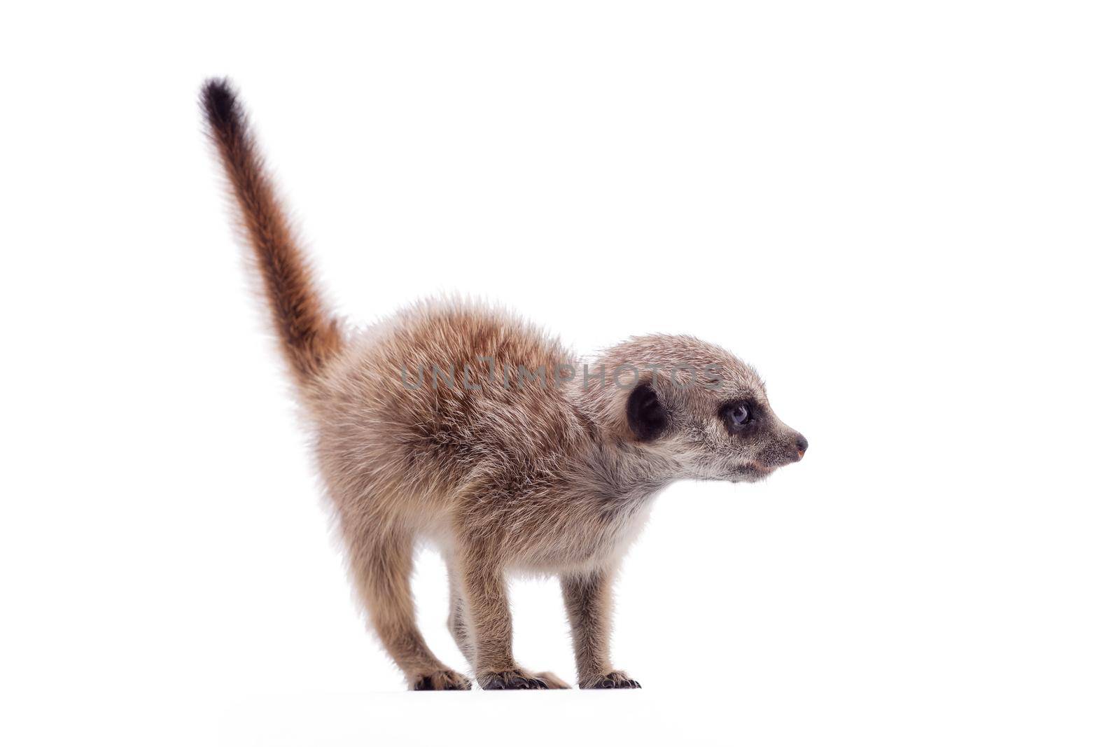 The meerkat or suricate cub, Suricata suricatta, isolated on white