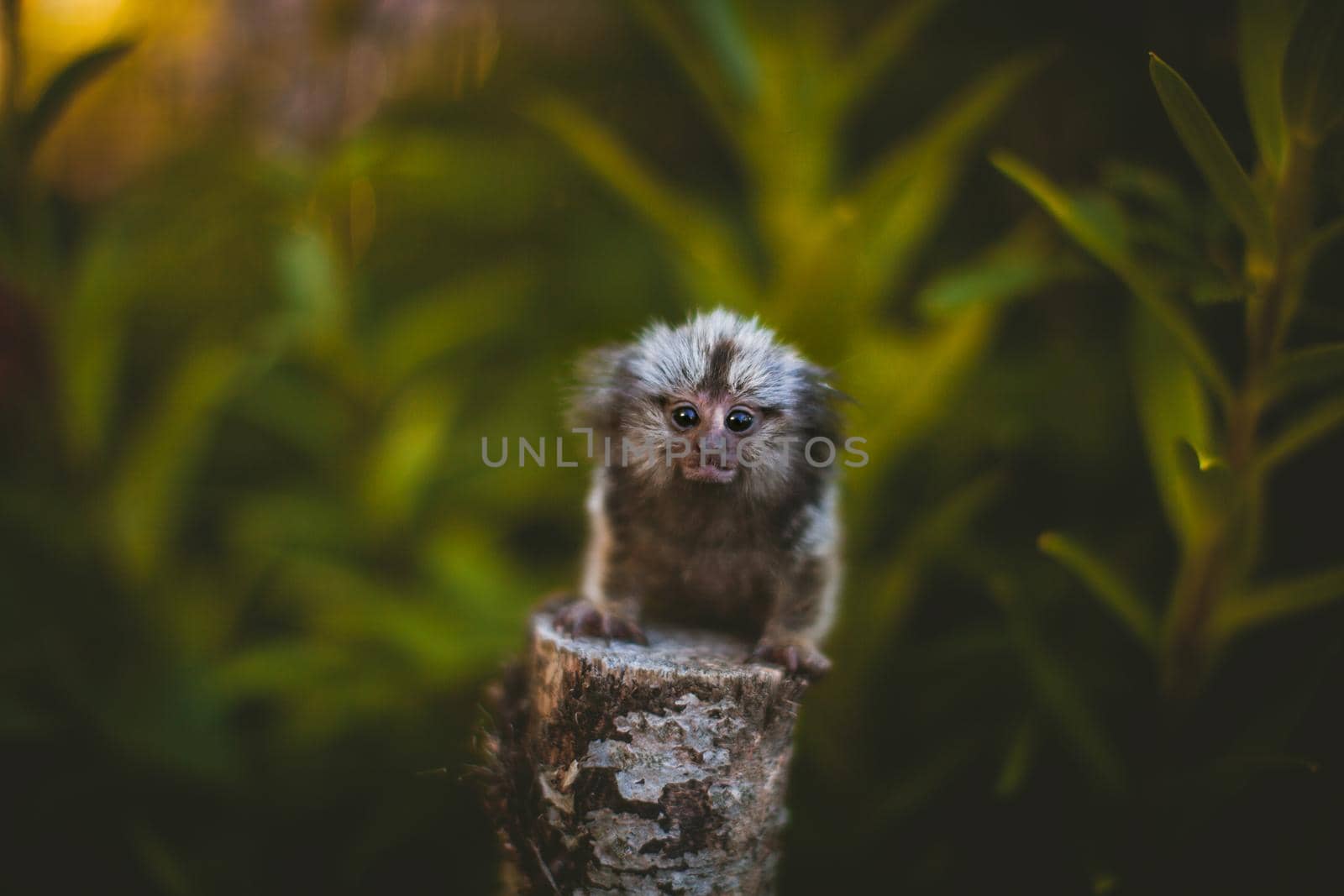 The common marmoset, Callithrix jacchus, on the branch in summer garden