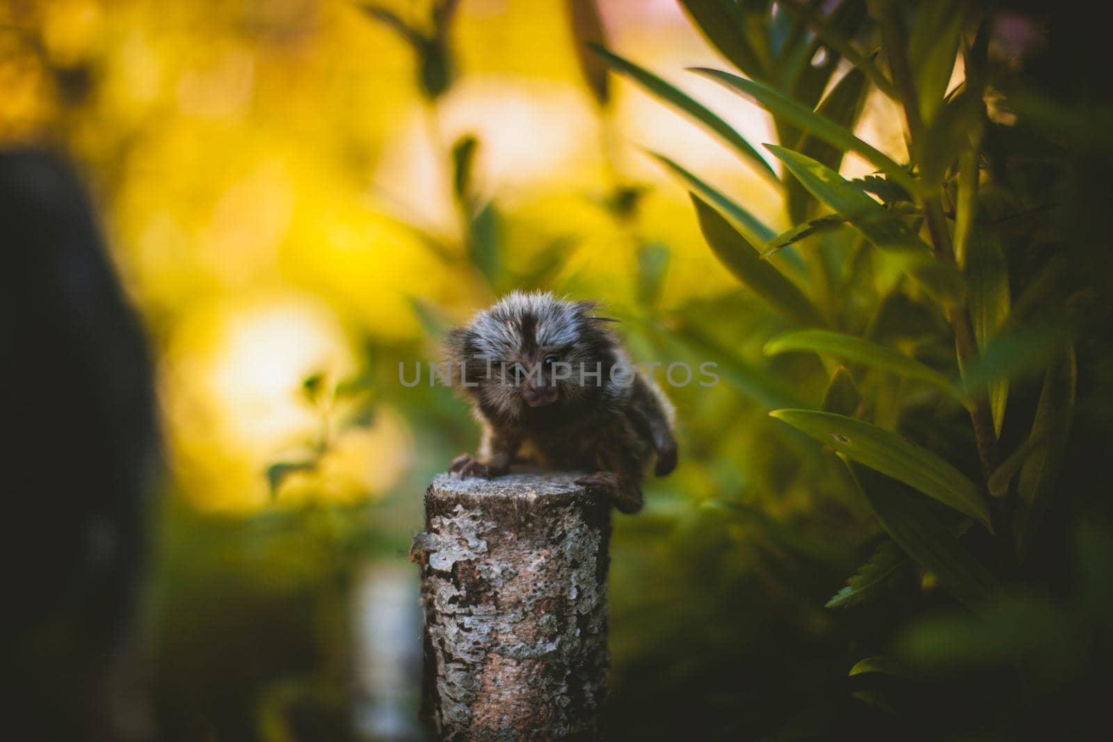 The common marmoset baby on the branch in summer garden by RosaJay