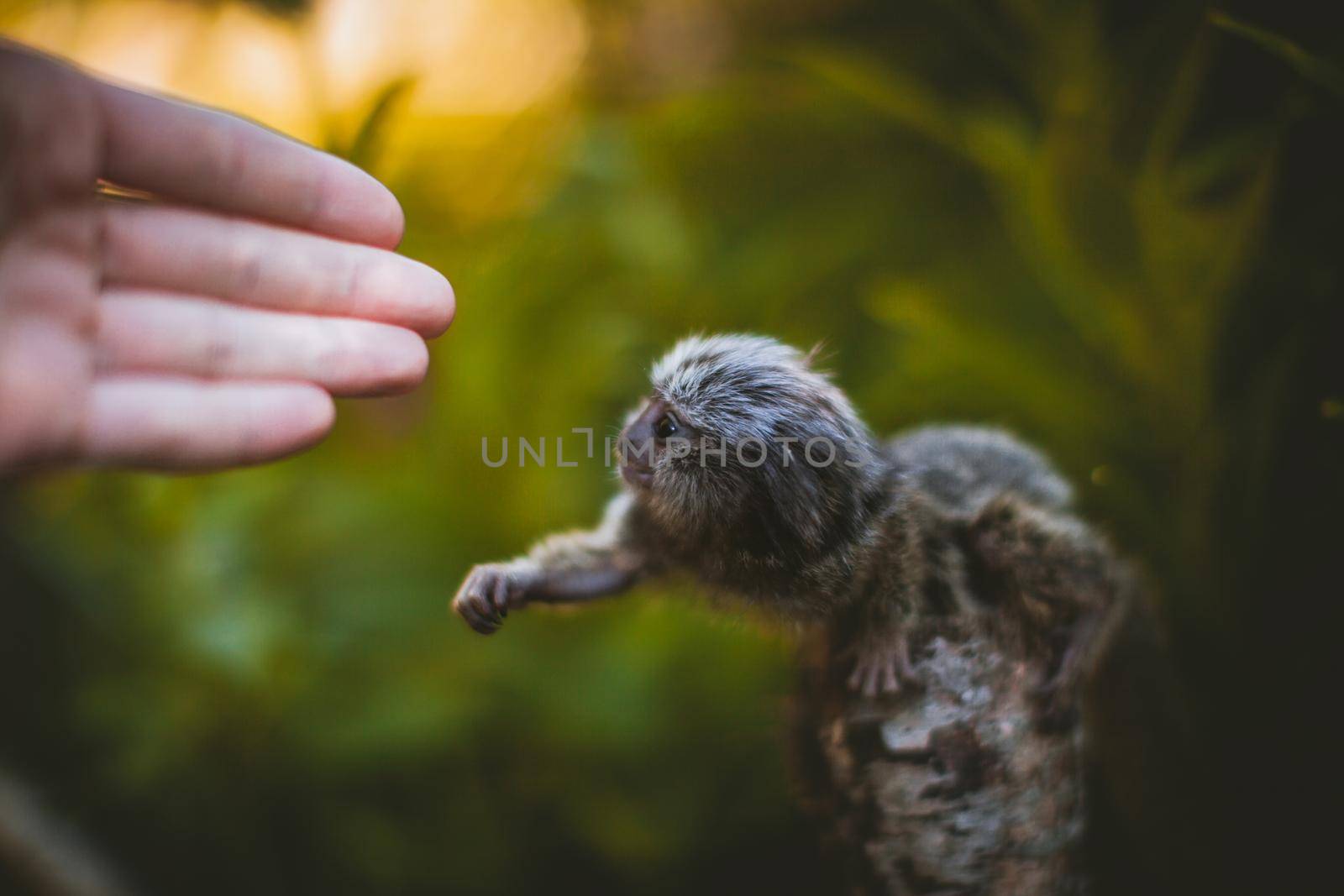 The common marmoset baby on the branch in summer garden with humsn hand by RosaJay