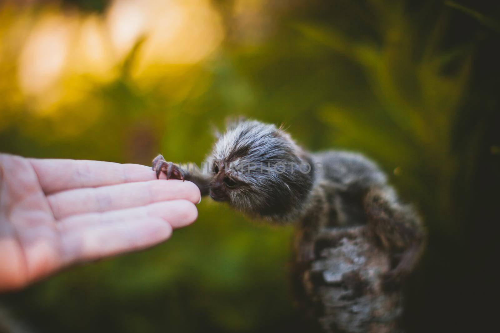 The common marmoset baby on the branch in summer garden with humsn hand by RosaJay