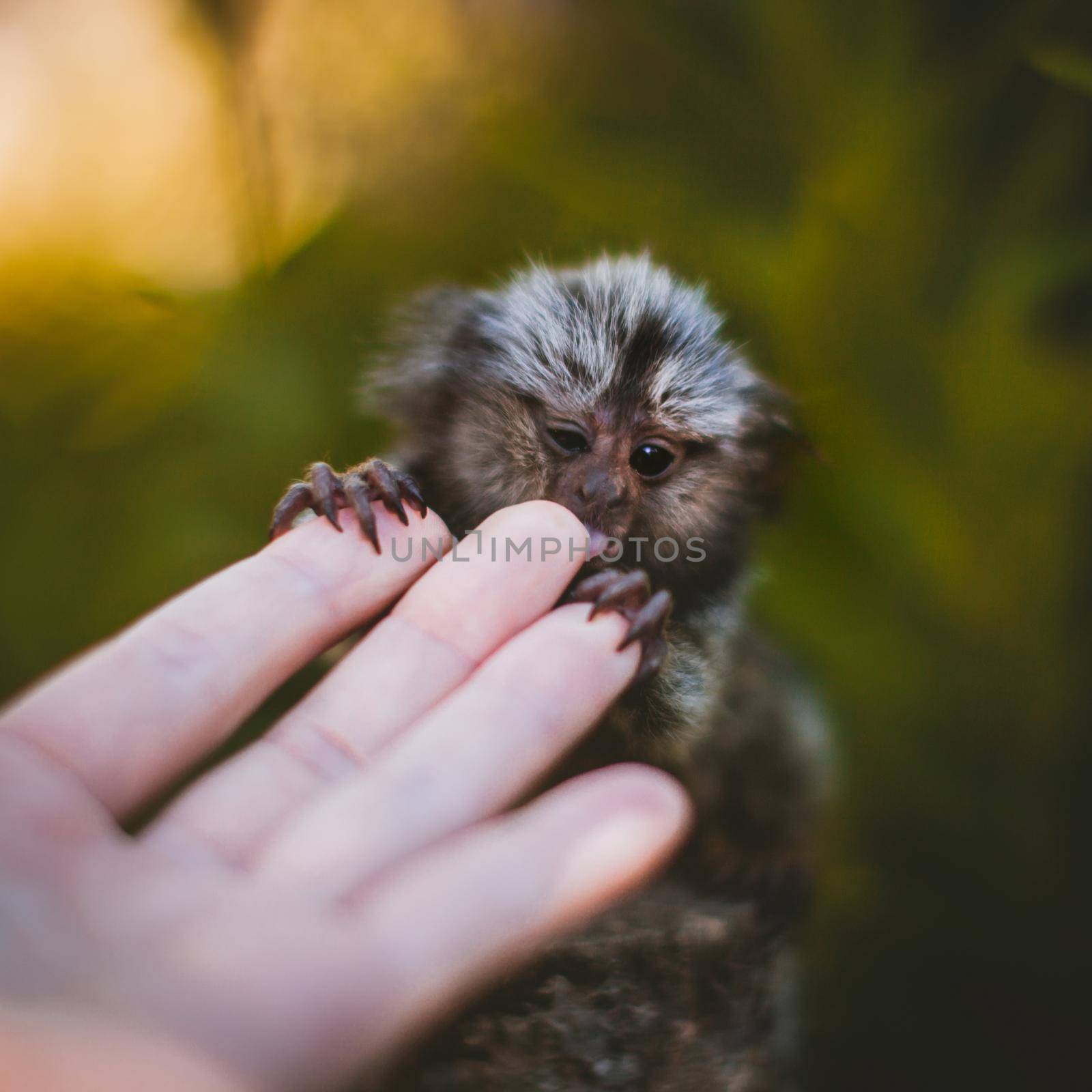 The common marmoset baby on the branch in summer garden with humsn hand by RosaJay