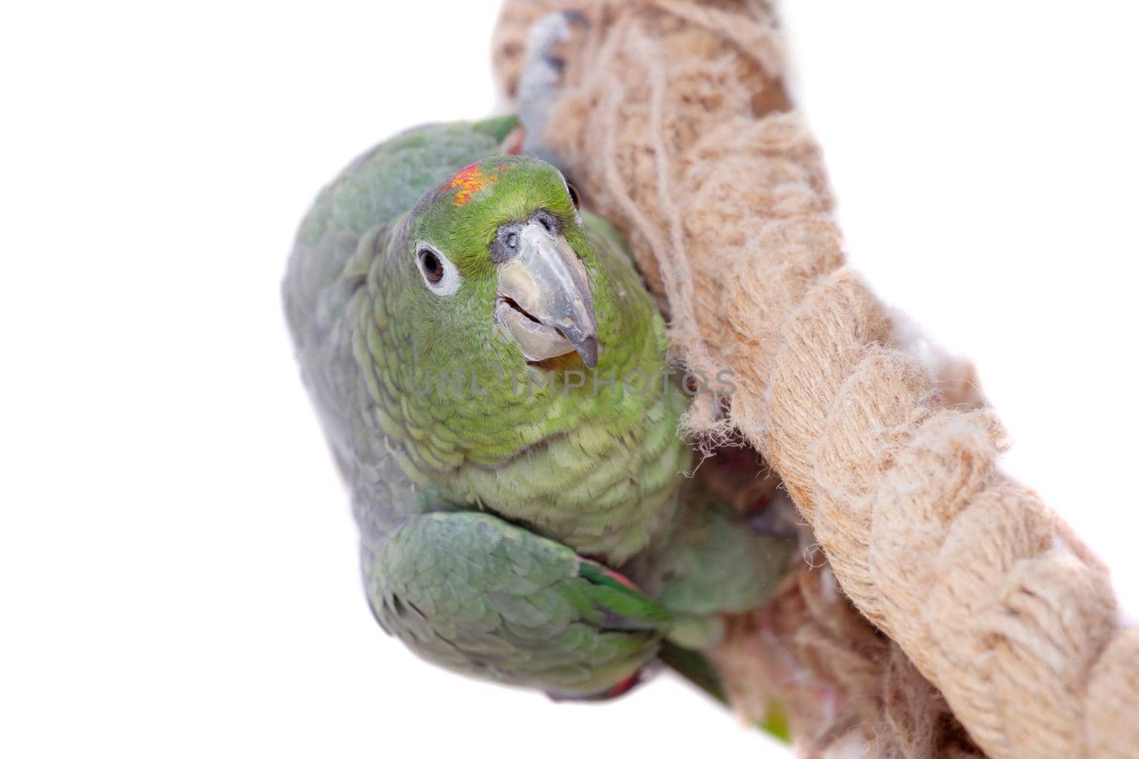 Mealy Amazon, amazona farinosa, isolated on white background