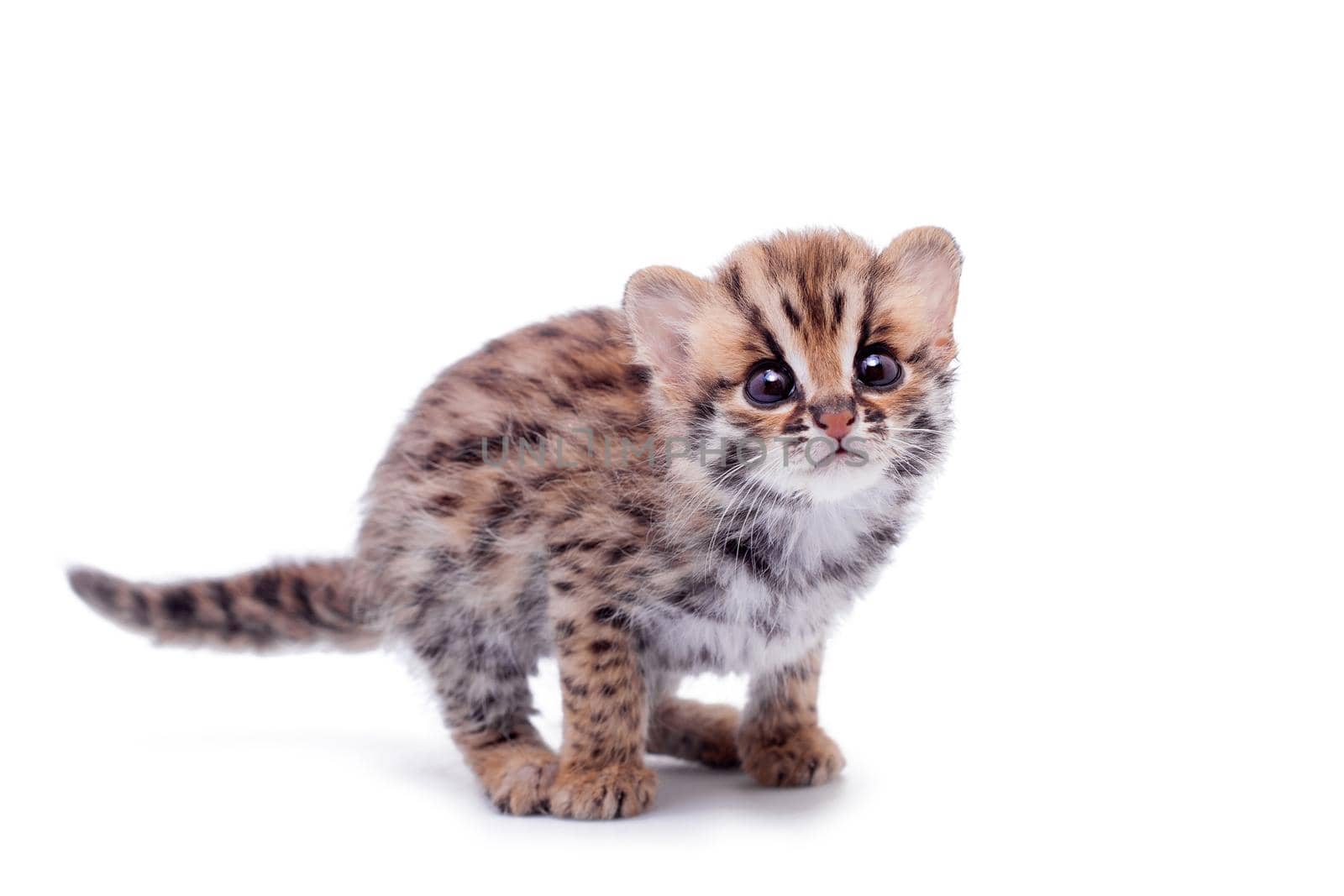 Asian leopard cat, Prionailurus bengalensis, isolated on white