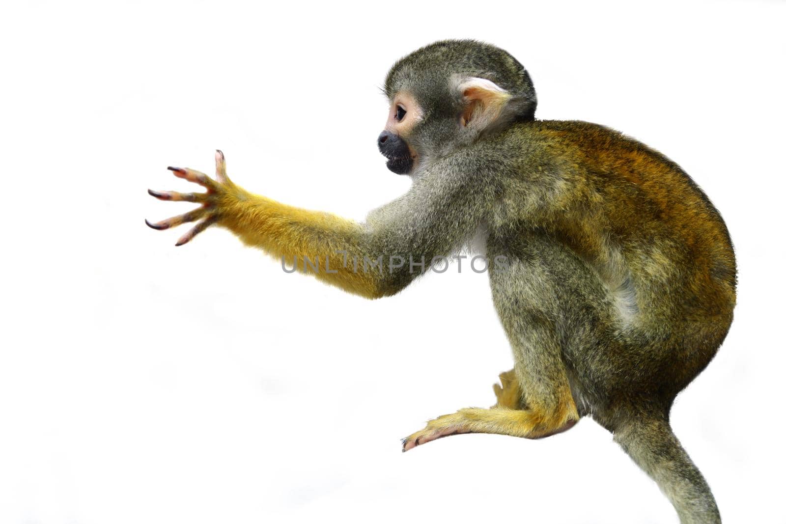 Common squirrel monkey, Saimiri sciureus, on white background