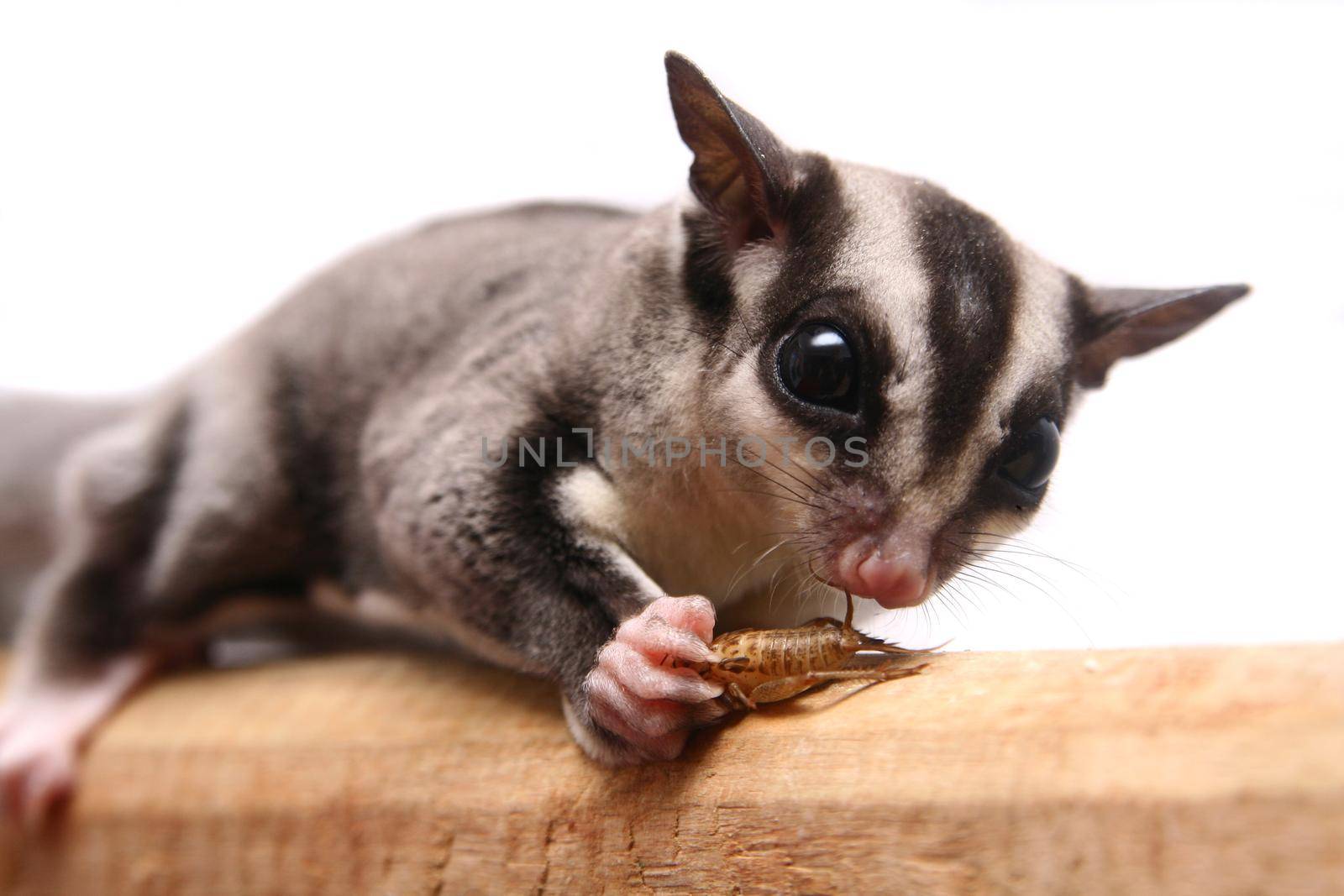 Small sugar glider, Petaurus breviceps, on white background