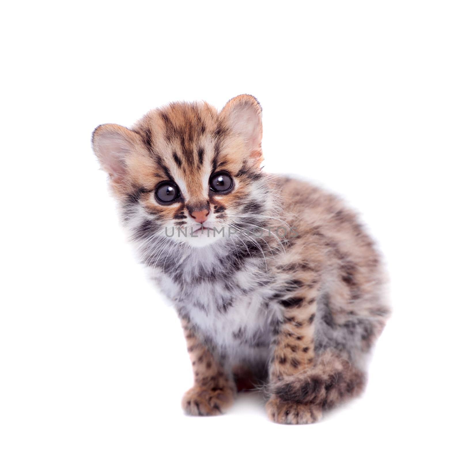 Asian leopard cat, Prionailurus bengalensis, isolated on white