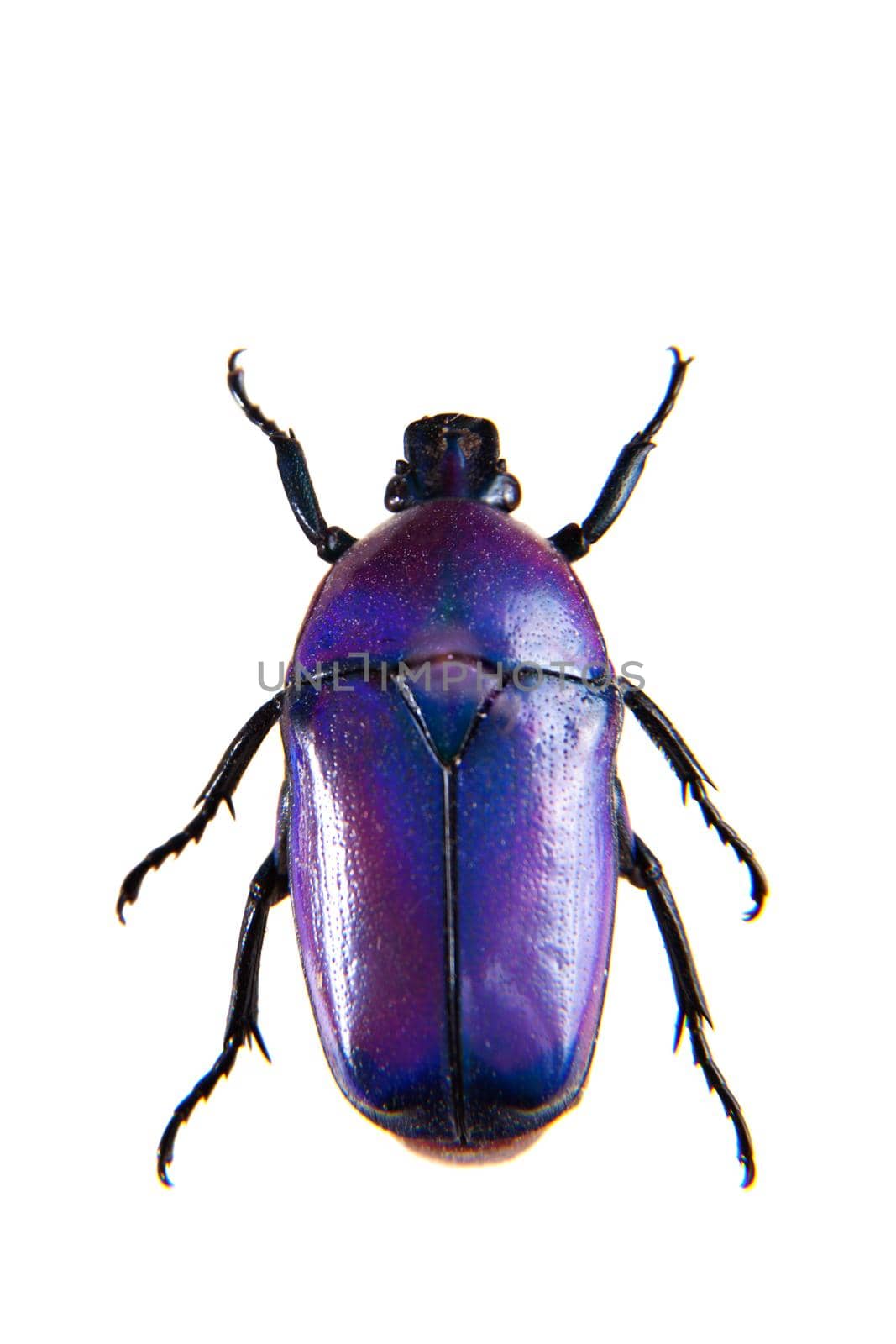 Violet beetle in museum isolated on the white background