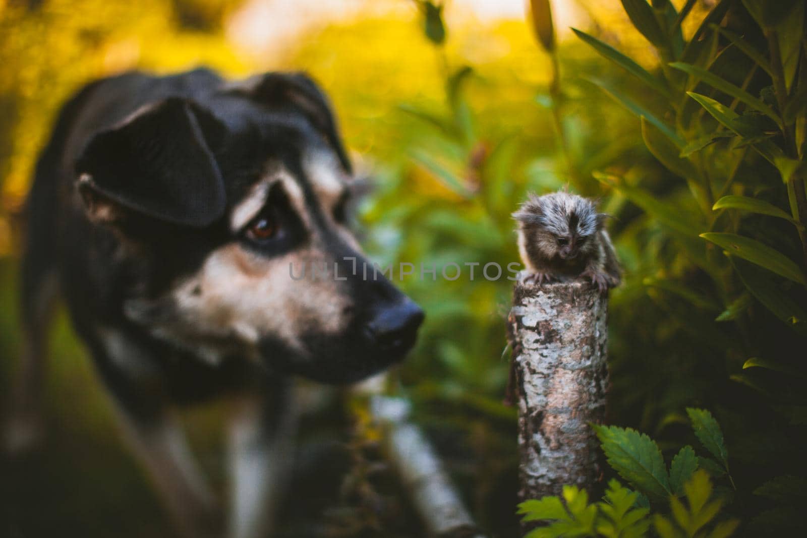 The common marmoset, Callithrix jacchus, on the branch in summer garden