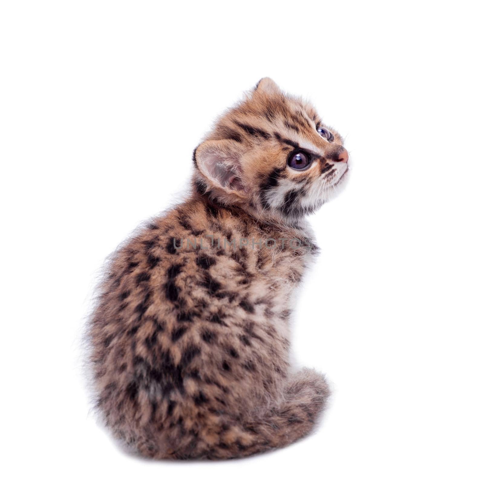 Asian leopard cat, Prionailurus bengalensis, isolated on white