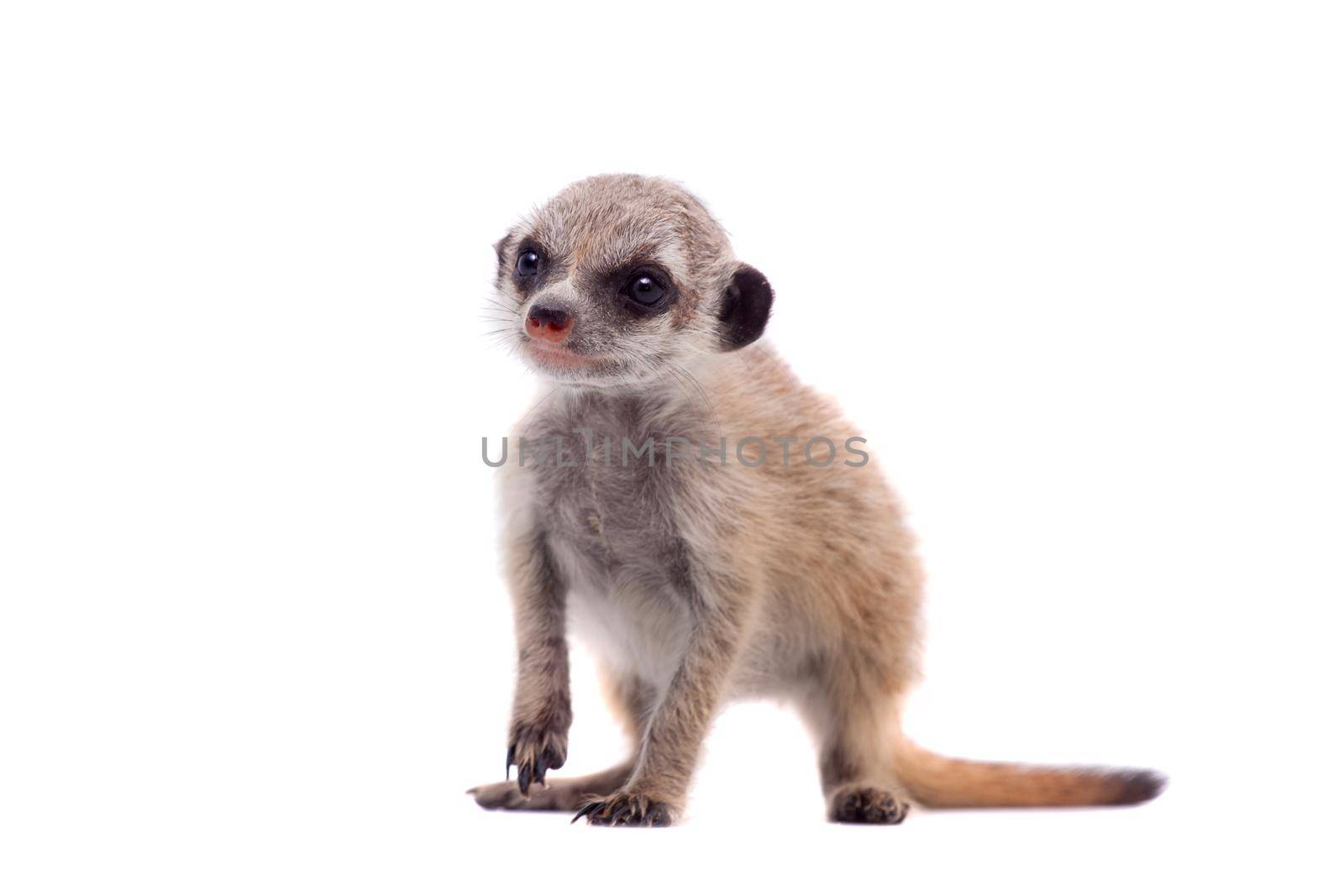 The meerkat or suricate cub, Suricata suricatta, isolated on white