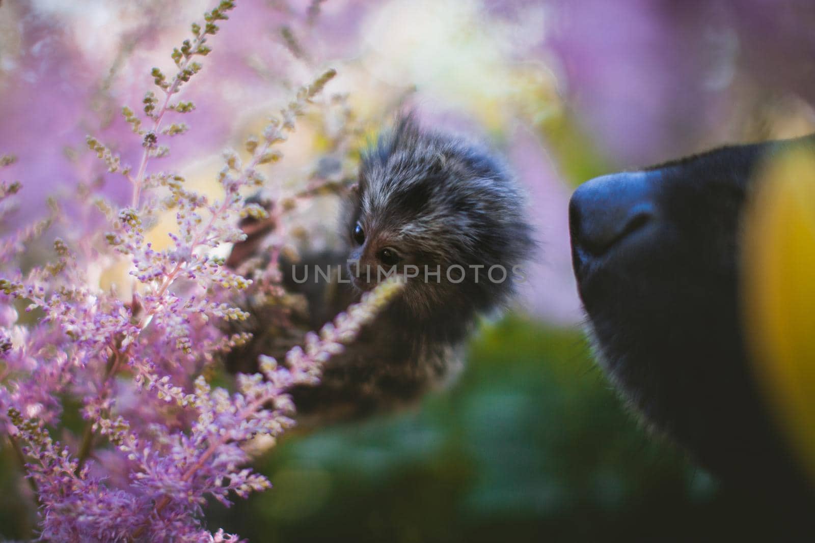 The common marmoset, Callithrix jacchus, on the branch in summer garden