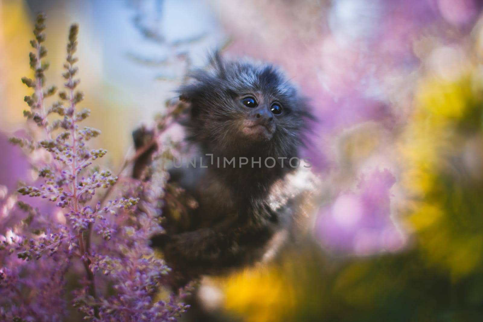 The common marmoset, Callithrix jacchus, on the branch in summer garden