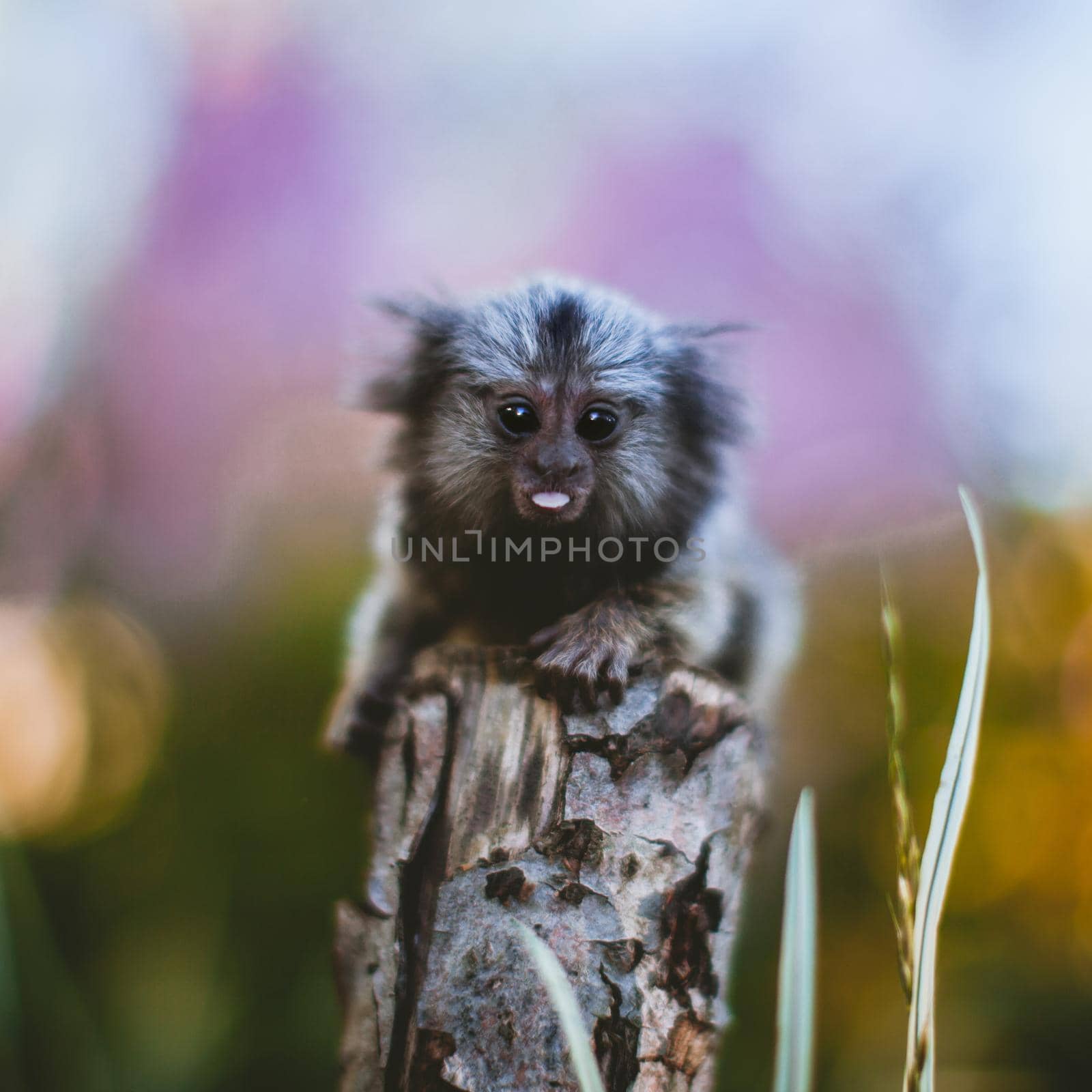 The common marmoset, Callithrix jacchus, on the branch in summer garden