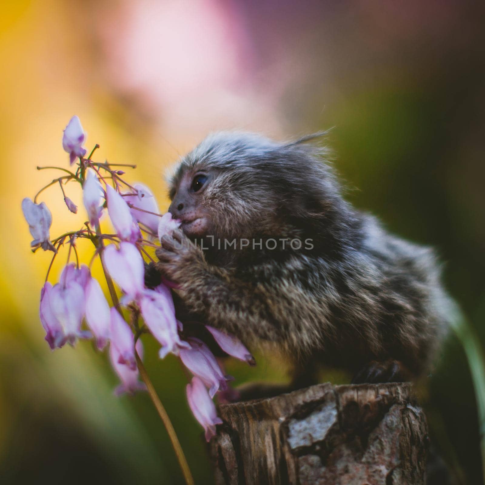 The common marmoset, Callithrix jacchus, on the branch in summer garden