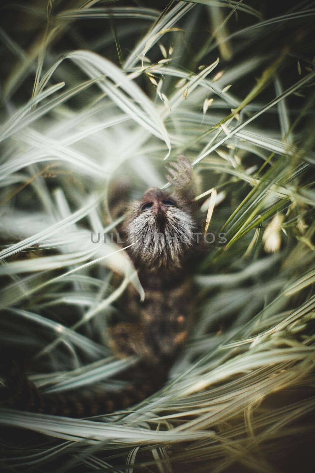 The common marmoset baby on the branch in summer garden by RosaJay