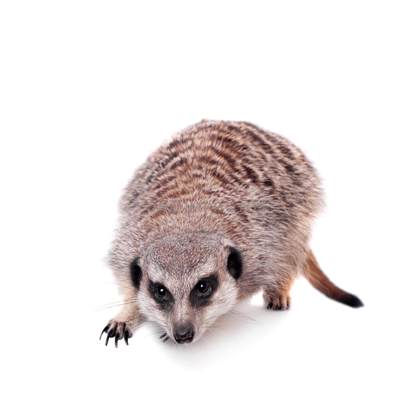 The meerkat or suricate, Suricata suricatta, isolated on white