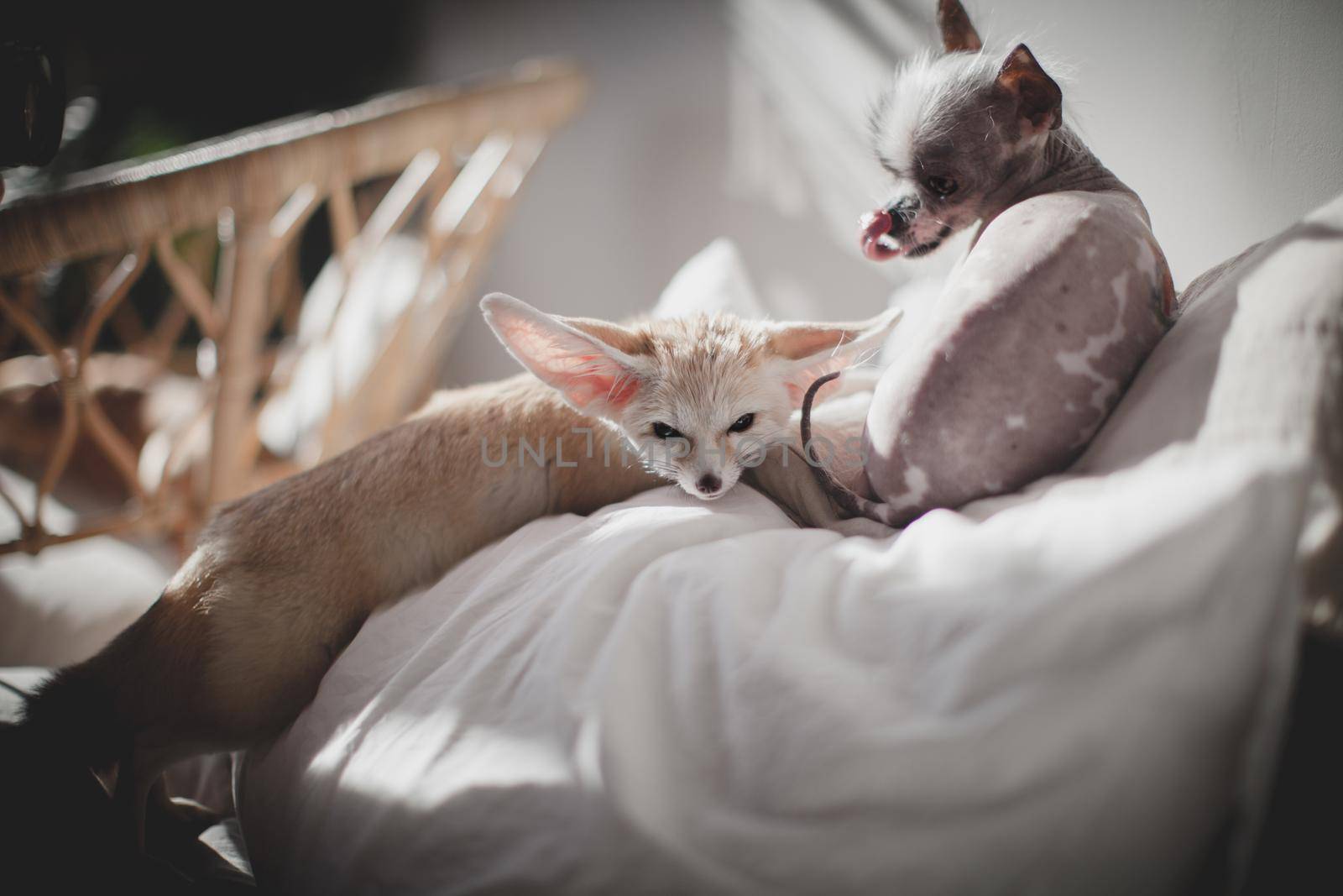 Ugly peruvian hairless and chihuahua mix dog licks a pretty fennec fox