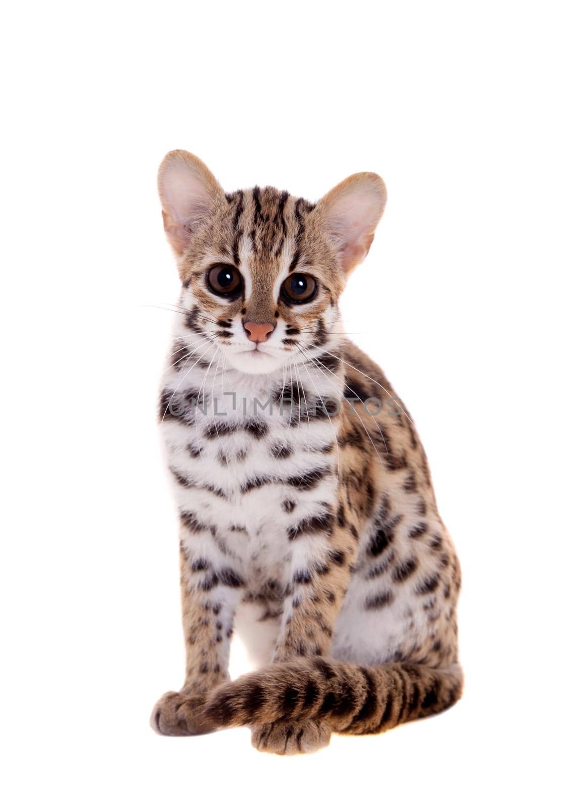 Asian leopard cat, Prionailurus bengalensis, isolated on white