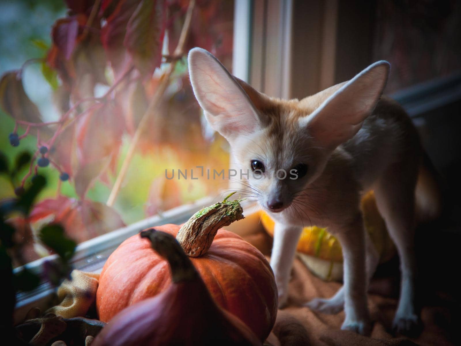 Pretty Fennec fox cub with Haloween pumpkins on window