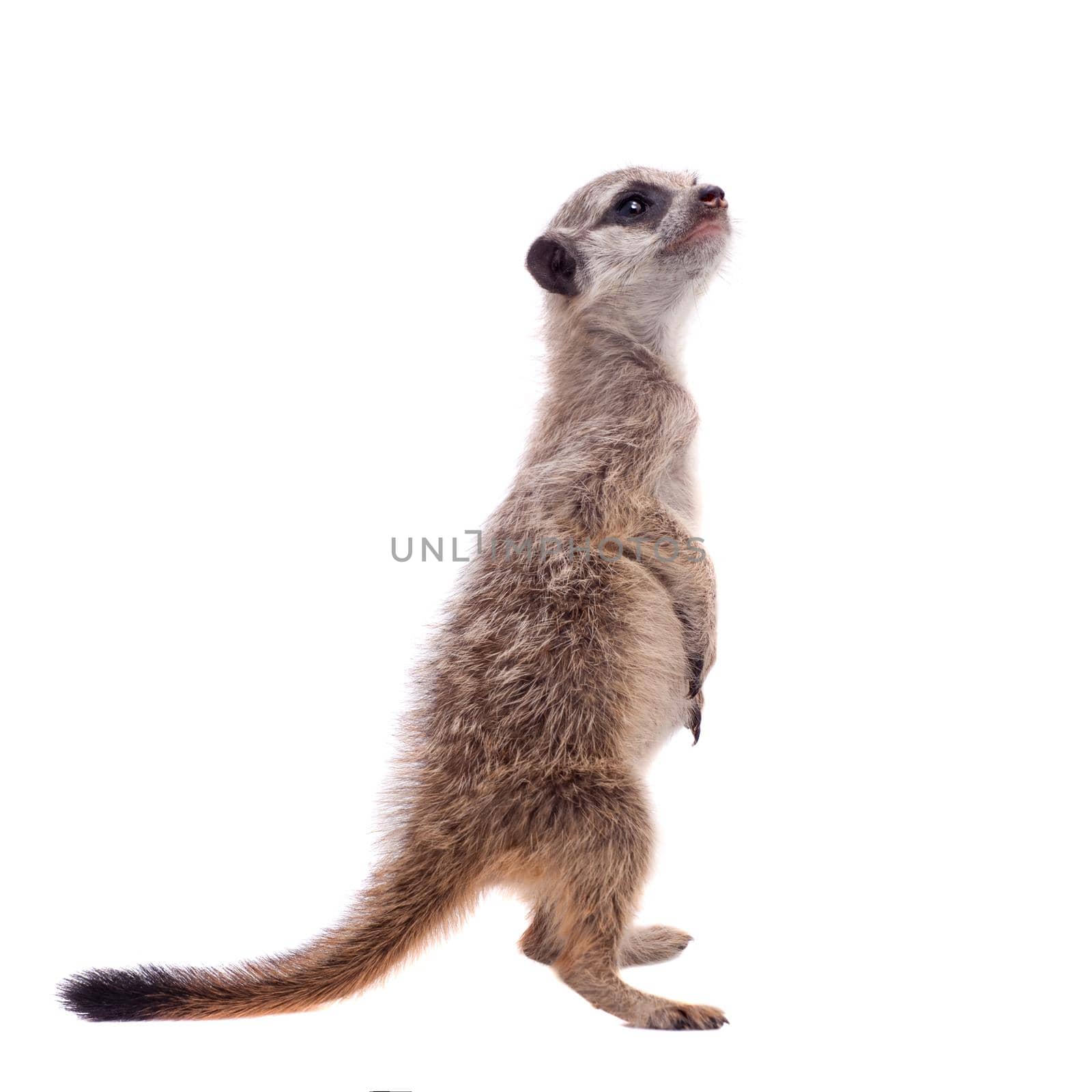 The meerkat or suricate cub, Suricata suricatta, isolated on white