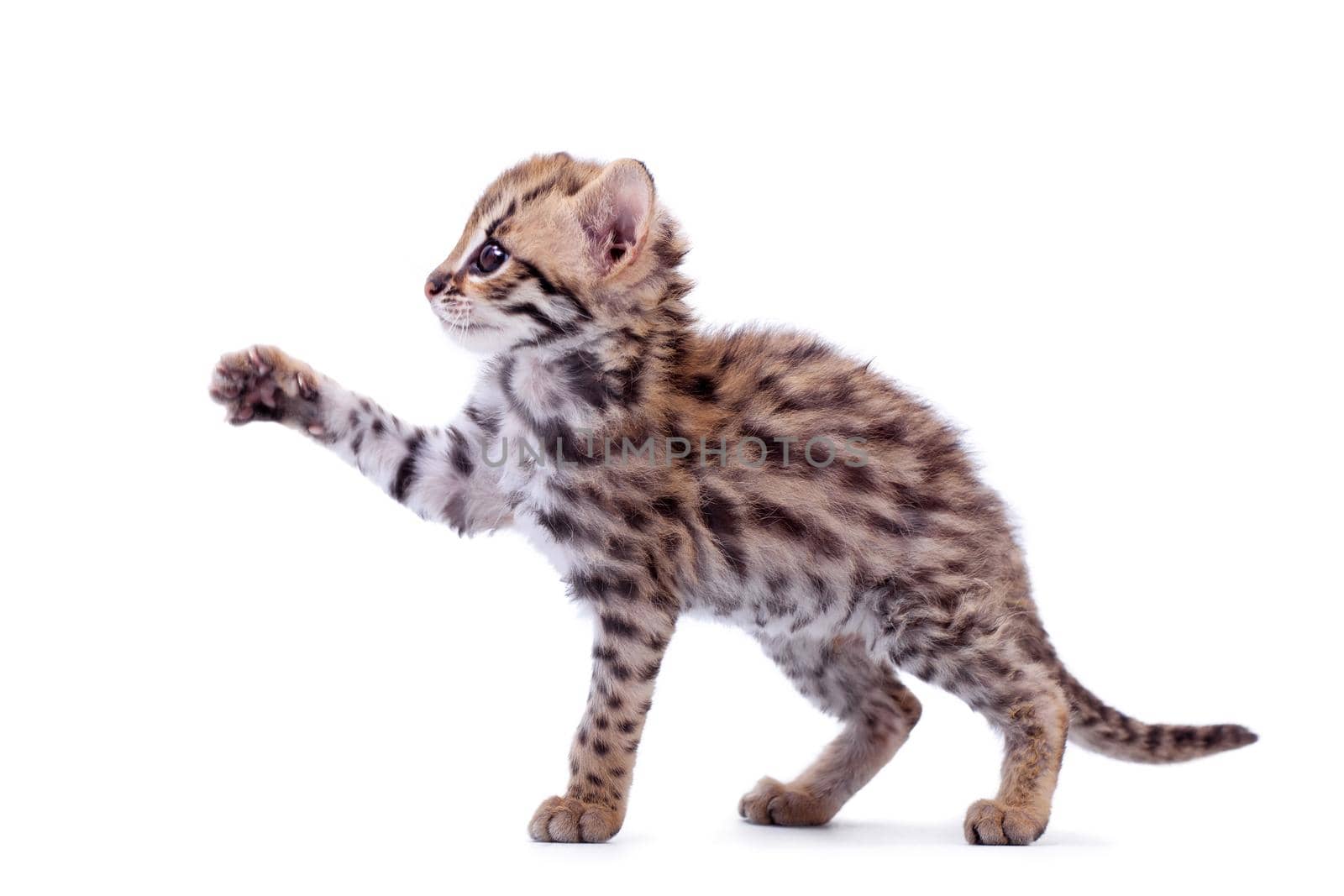 Asian leopard cat, Prionailurus bengalensis, isolated on white