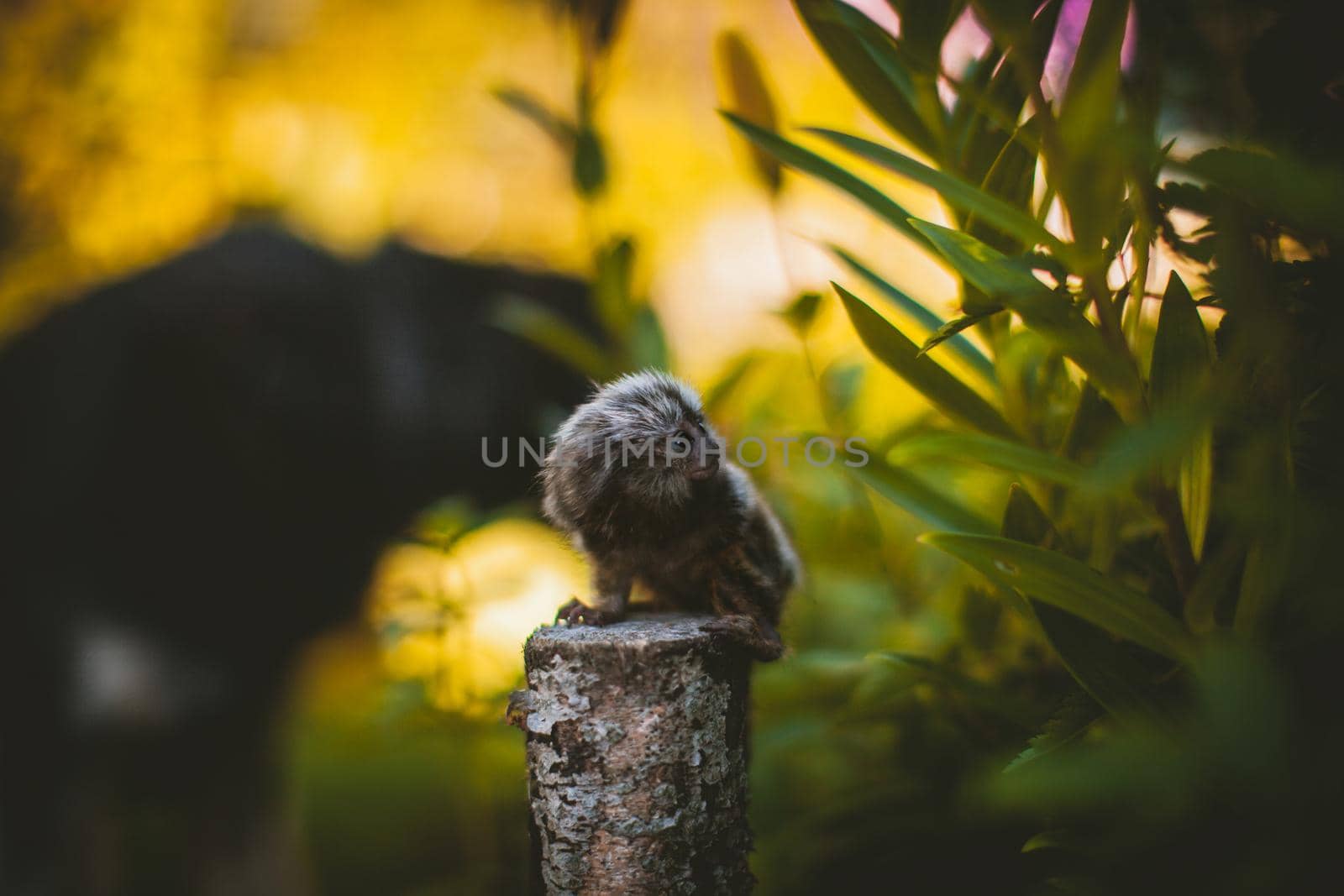 The common marmoset baby on the branch in summer garden by RosaJay