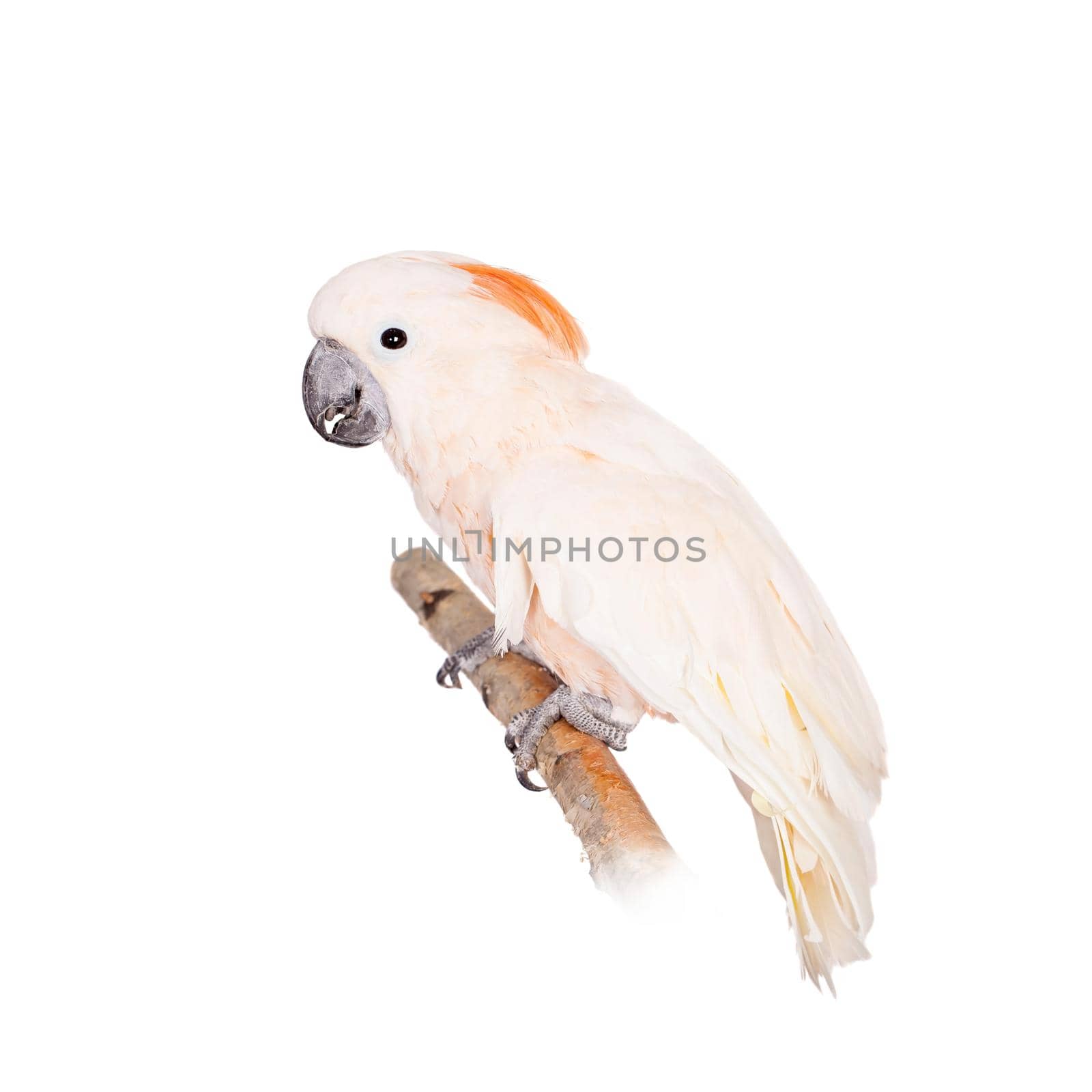 The salmon-crested cockatoo, Cacatua moluccensis, isolated on white