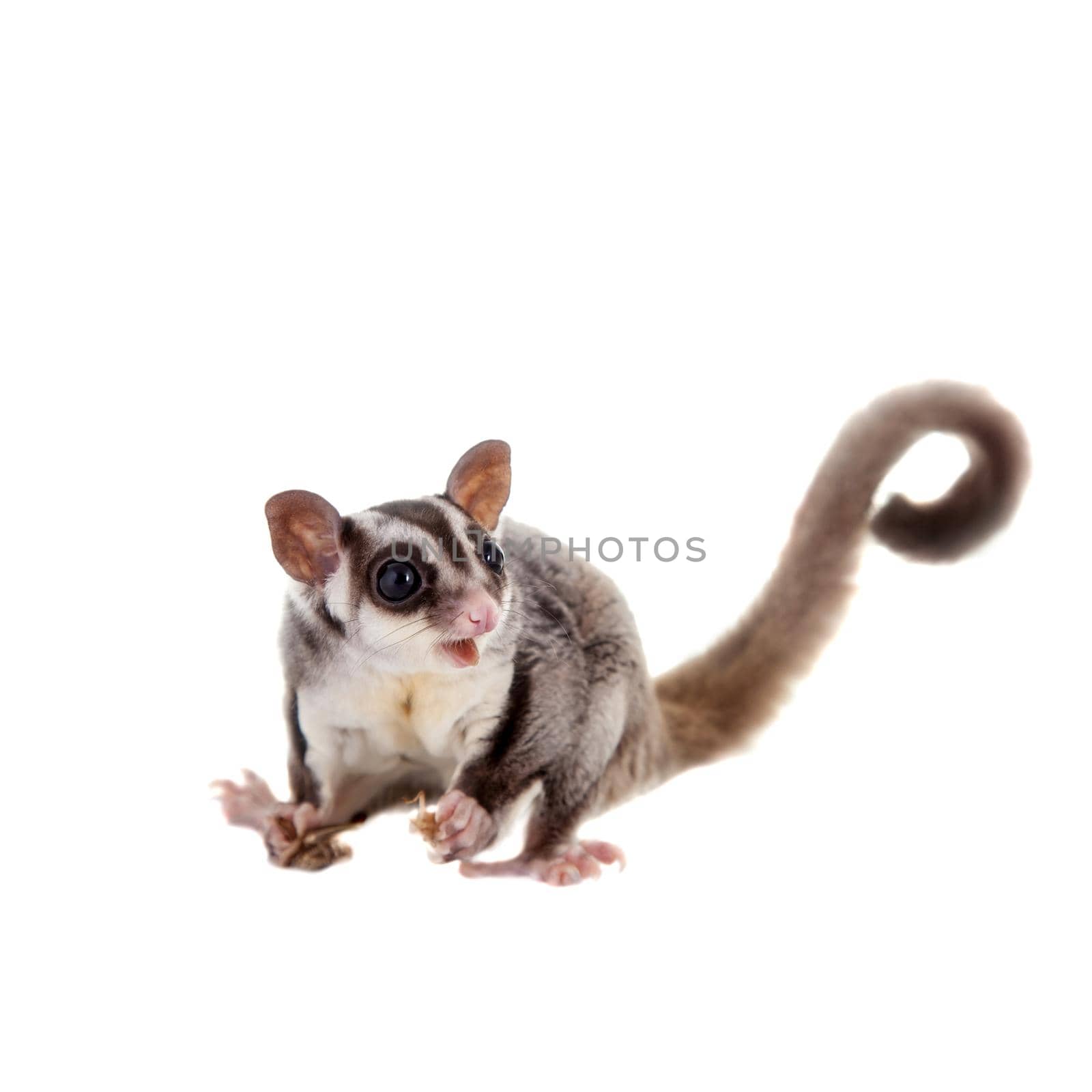 Sugar glider, Petaurus breviceps, on white by RosaJay