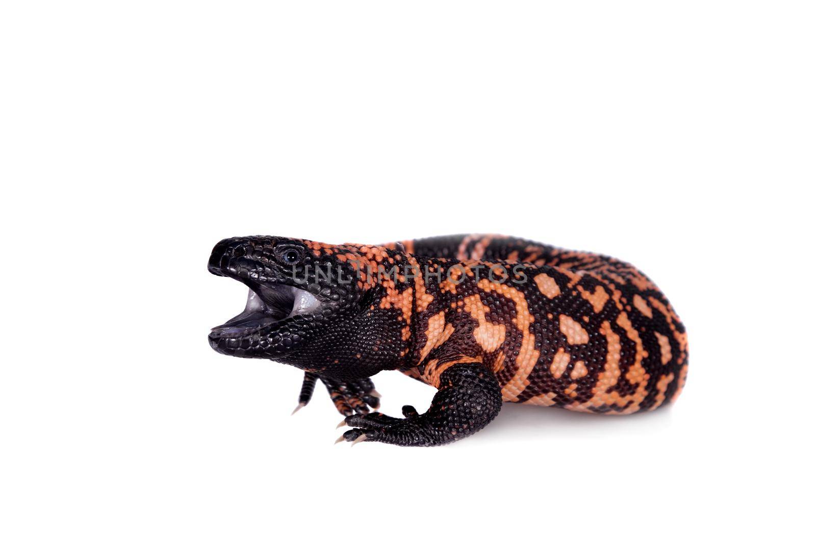 Gila Monster isolated on white by RosaJay