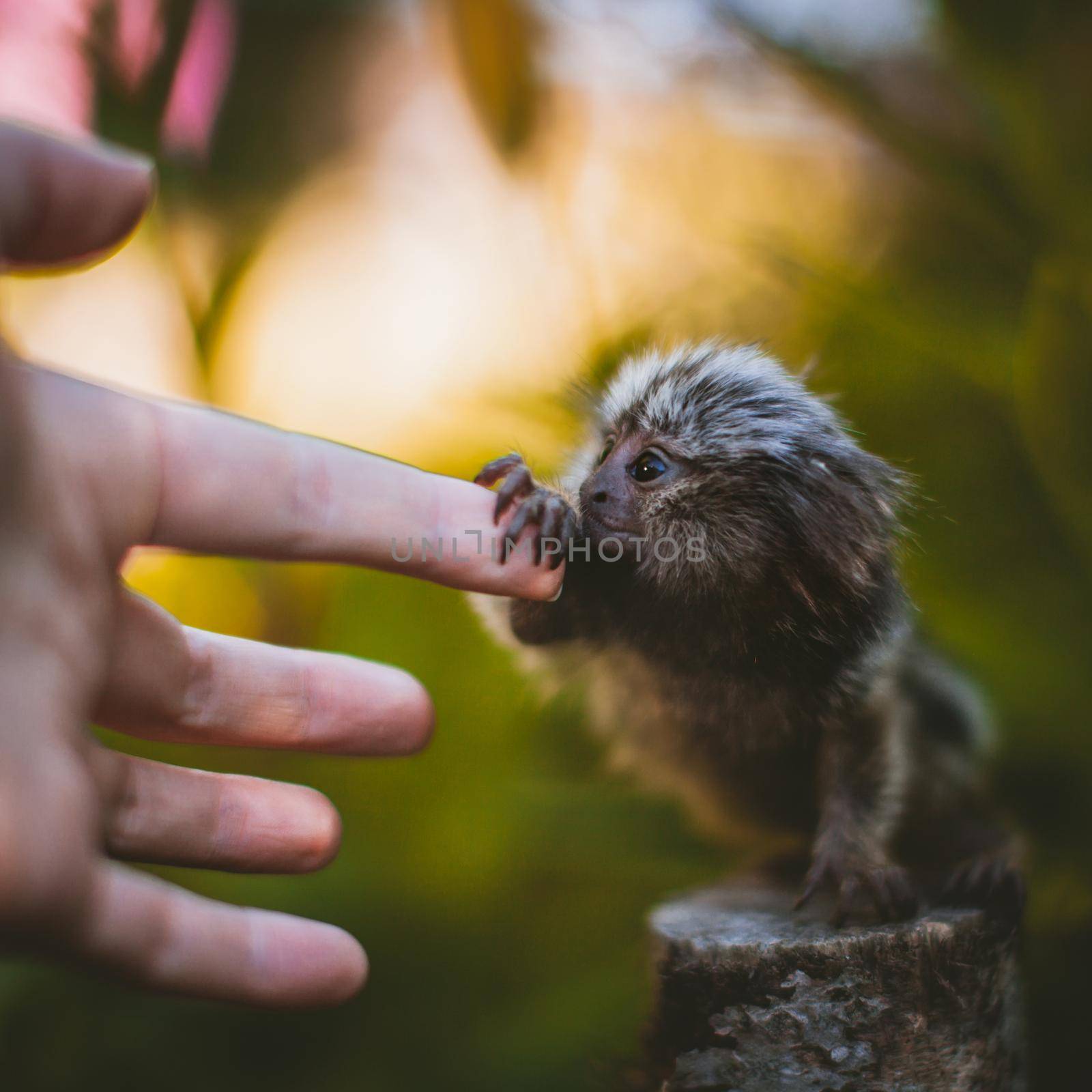 The common marmoset baby on the branch in summer garden with humsn hand by RosaJay