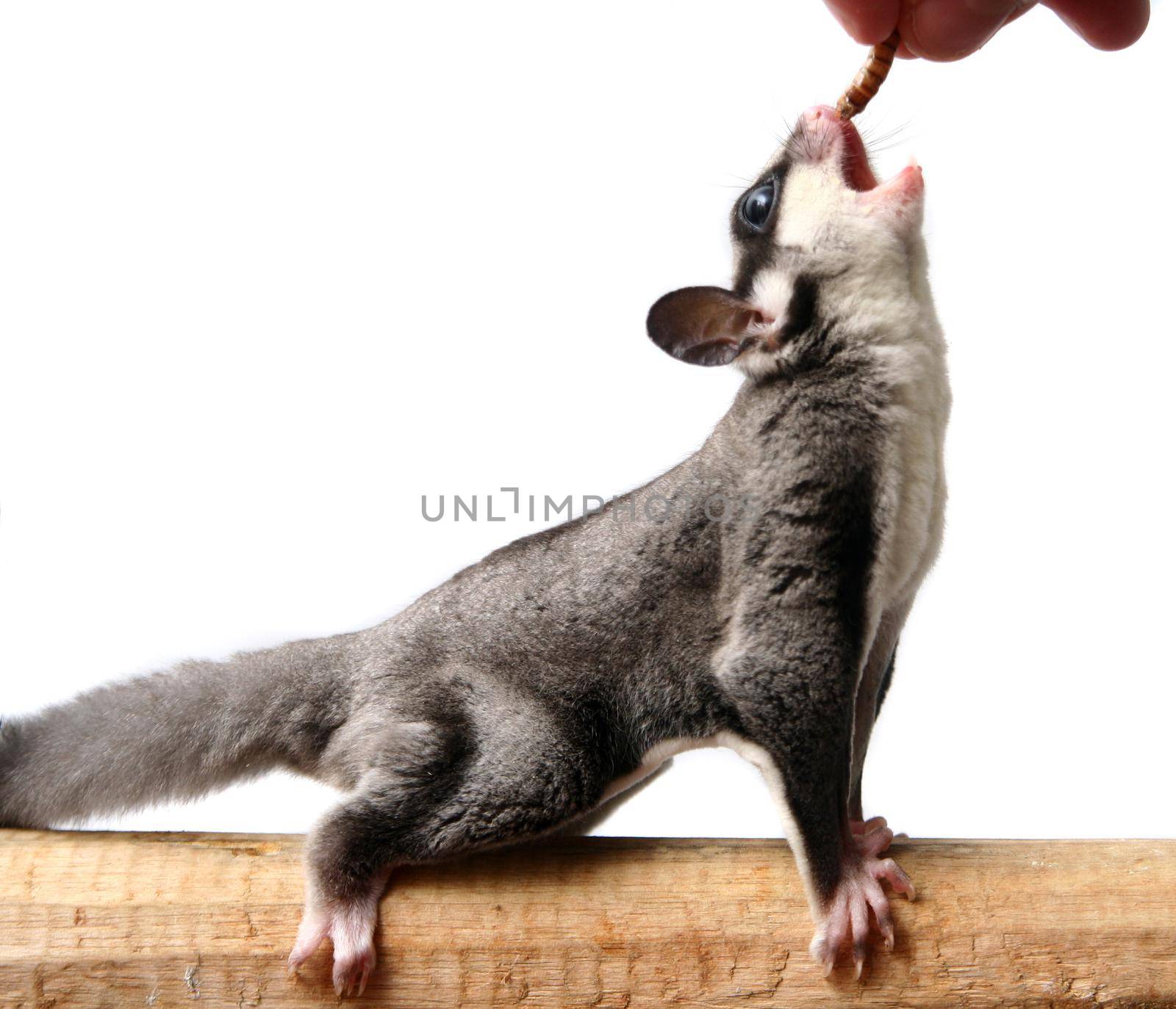 Small sugar glider, Petaurus breviceps, on white background