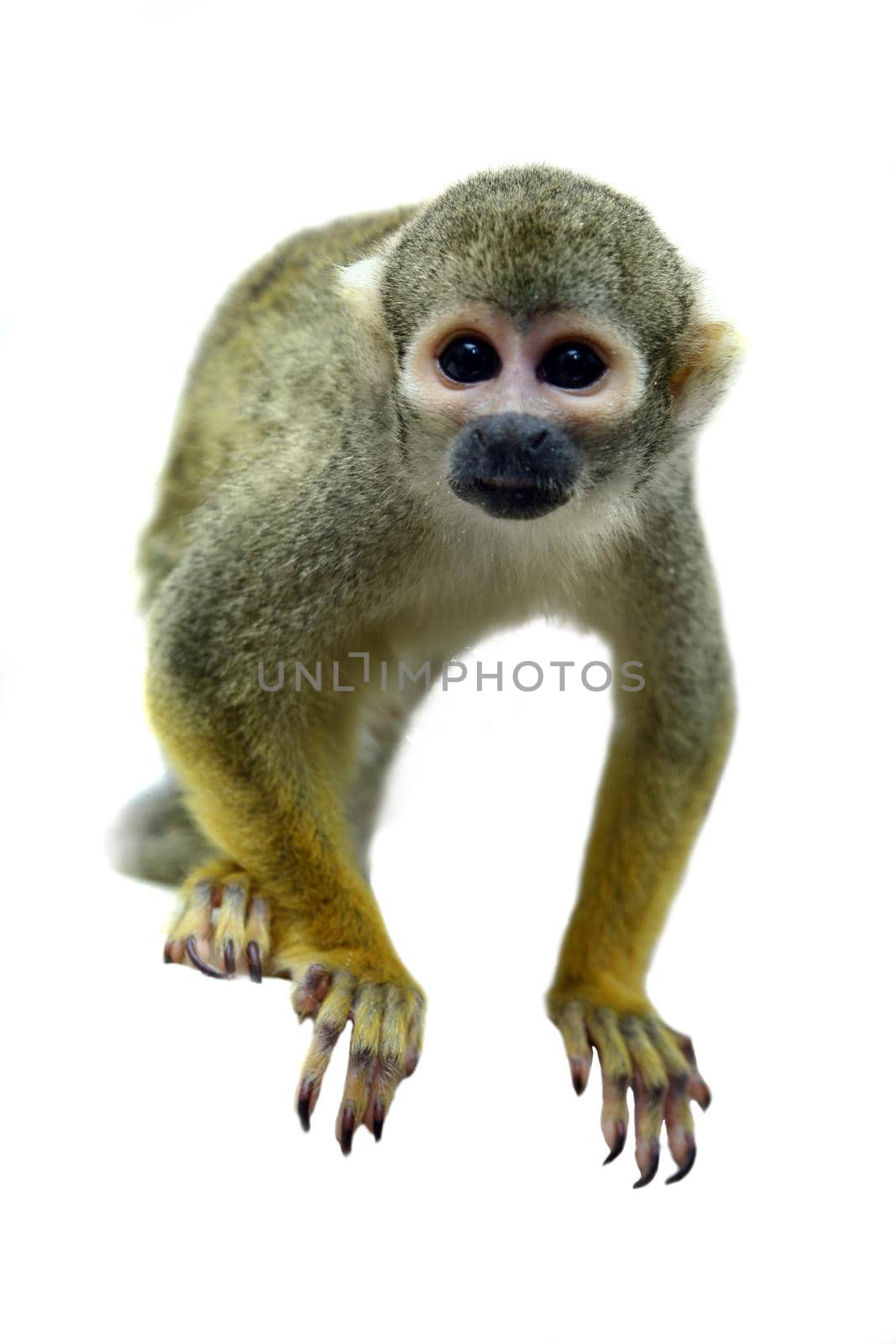 Common squirrel monkey, Saimiri sciureus, on white background