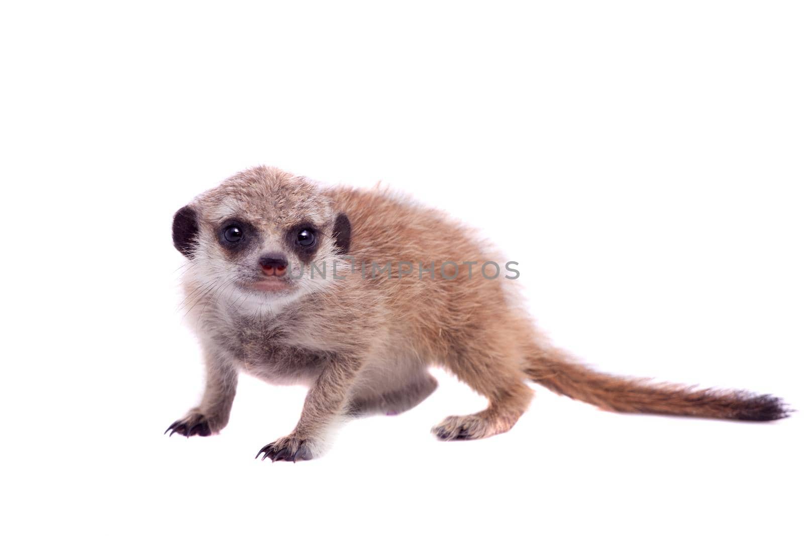 The meerkat or suricate cub, Suricata suricatta, isolated on white