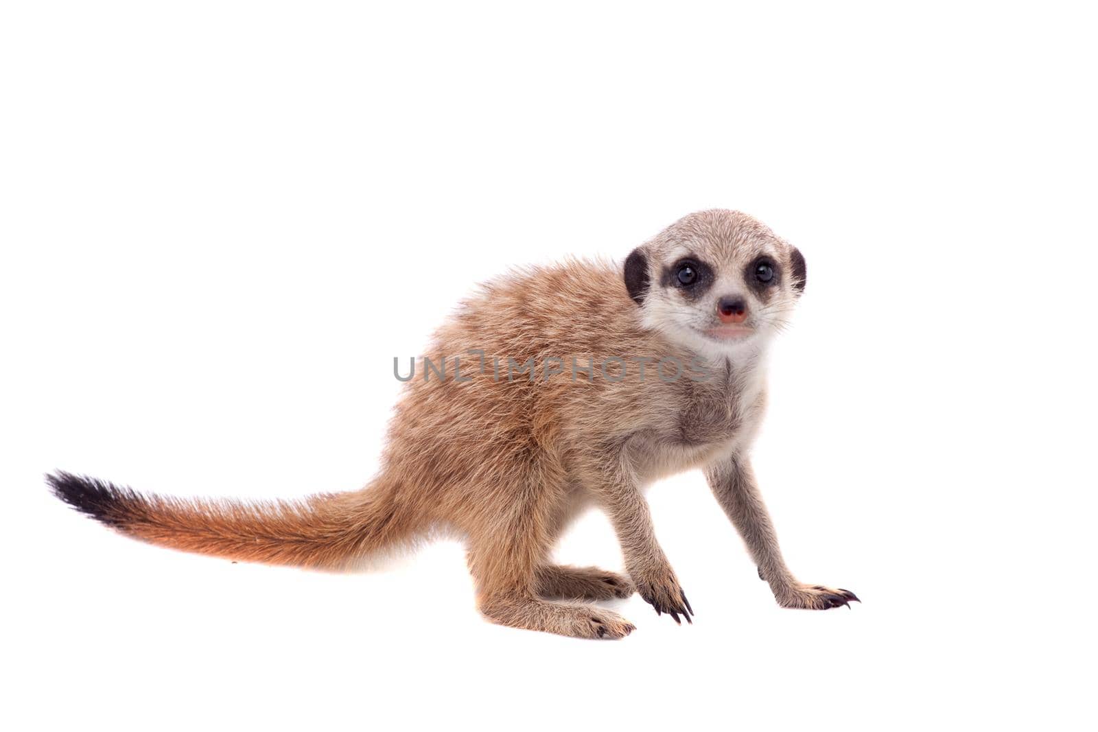 The meerkat or suricate cub, Suricata suricatta, isolated on white